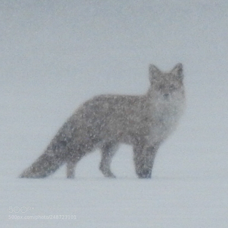 Nikon Coolpix P900 sample photo. Red fox in snowstorm photography