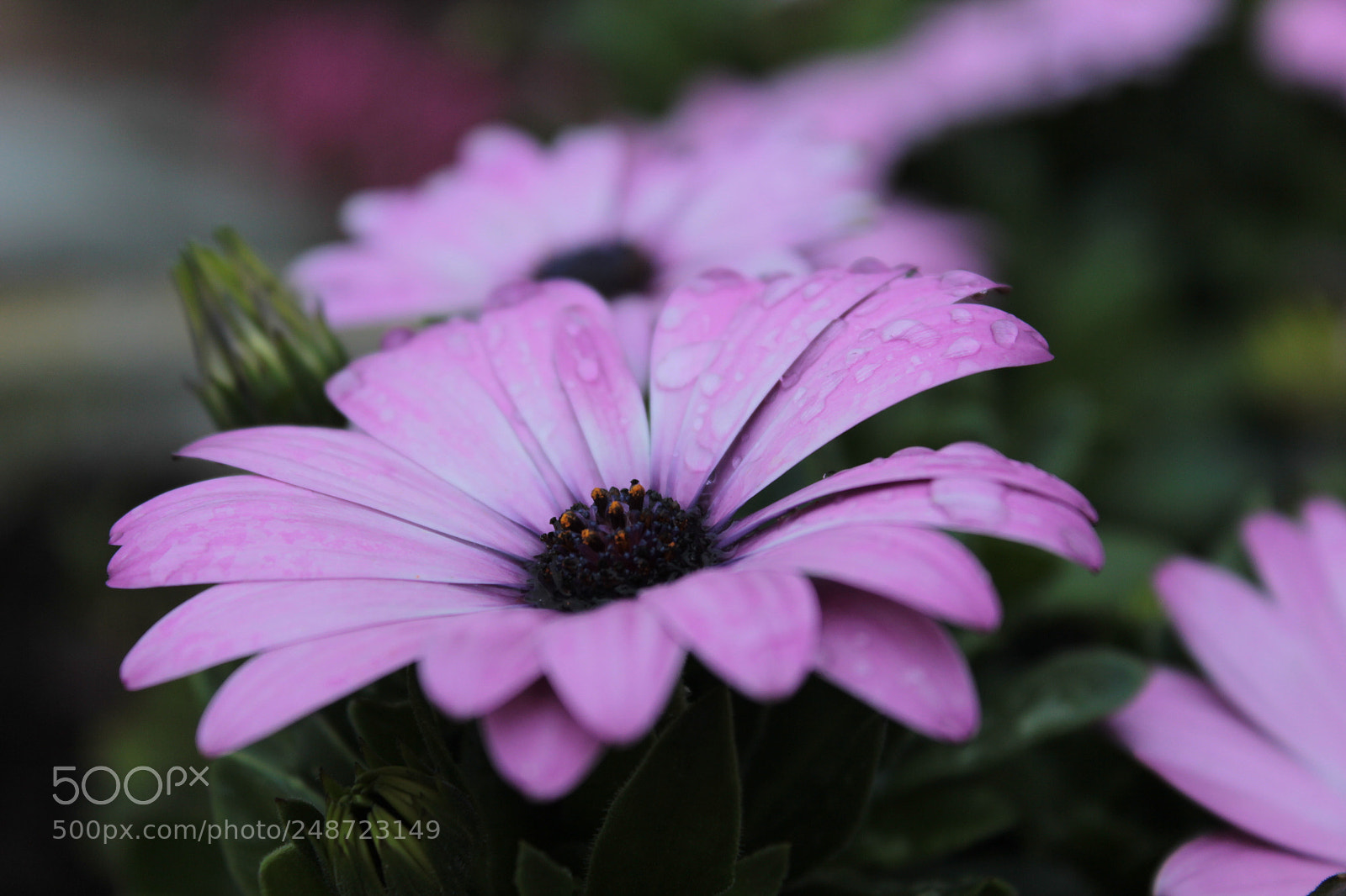 Canon EF-S 18-55mm F3.5-5.6 III sample photo. Untitled 2 photography