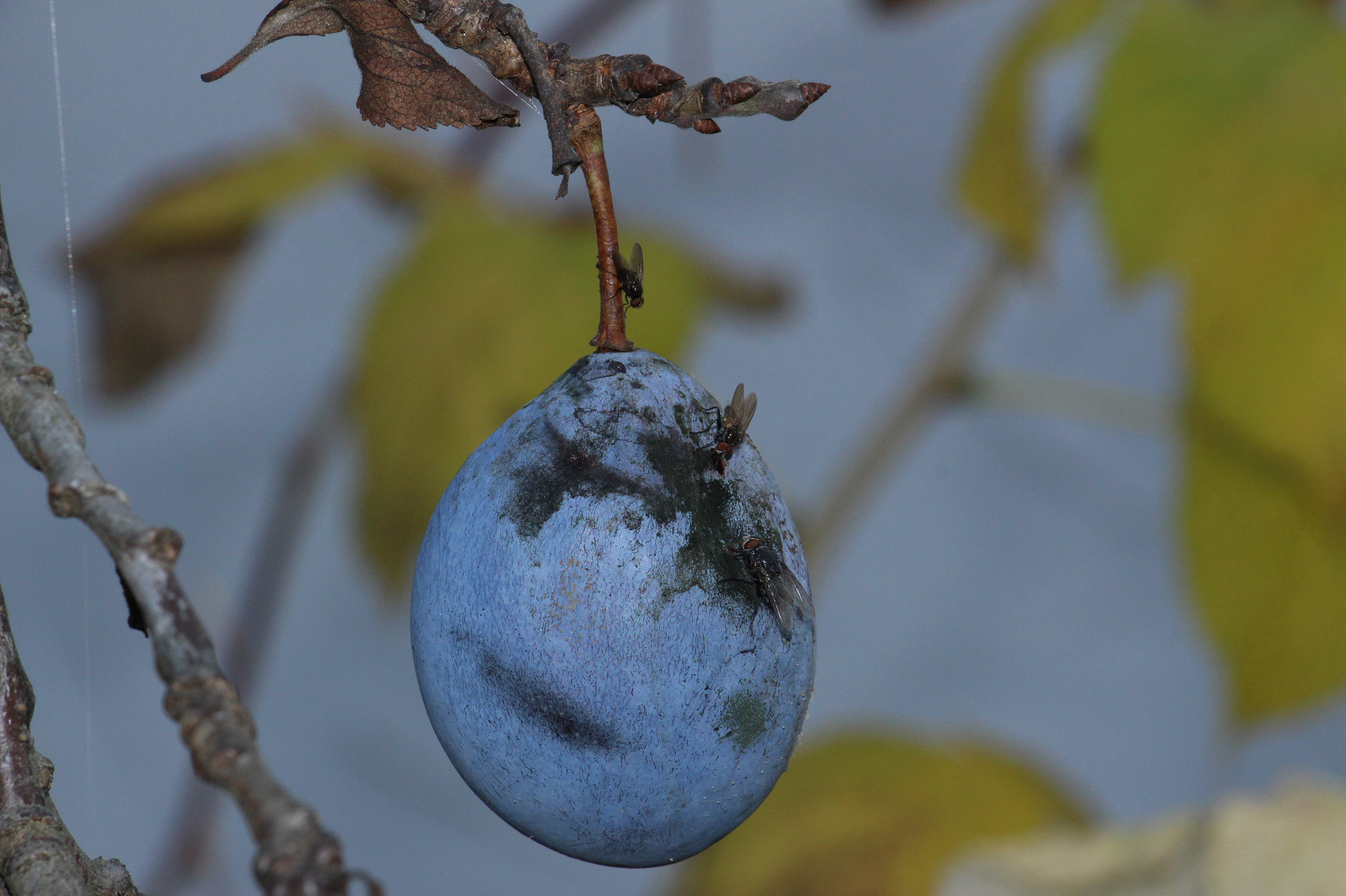 Canon EOS 700D (EOS Rebel T5i / EOS Kiss X7i) sample photo. Plums and flies anyone photography