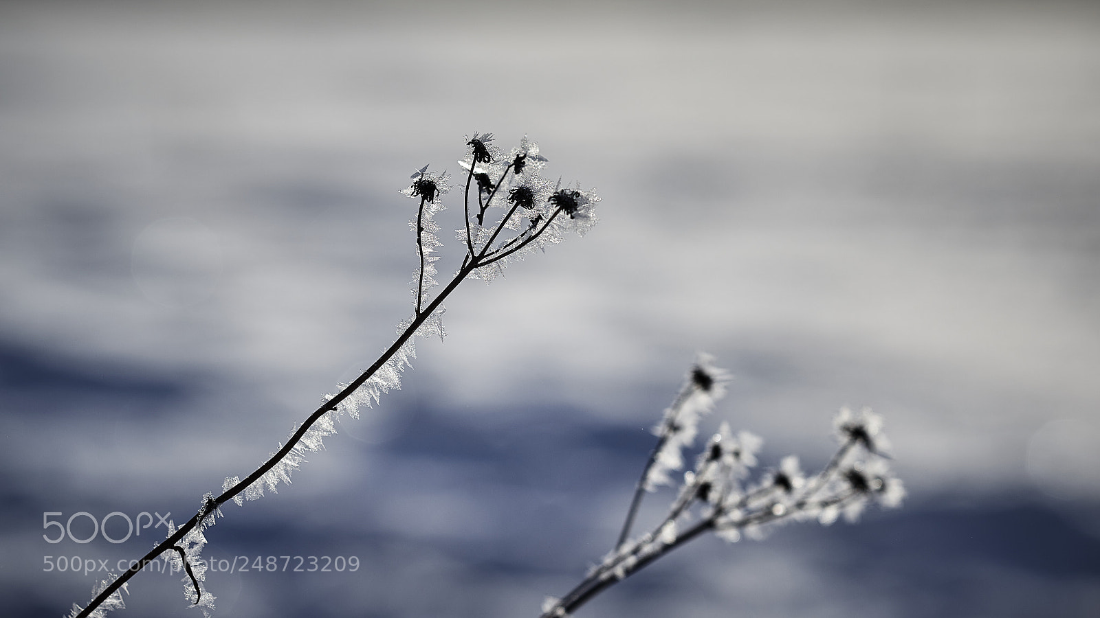 Nikon D800E sample photo. Fragility photography