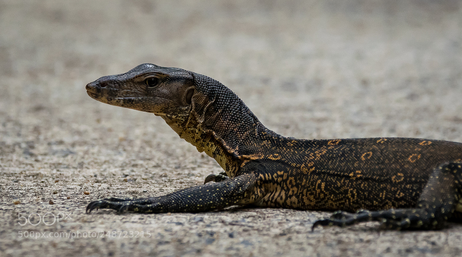Nikon D5300 sample photo. A lizard on the photography