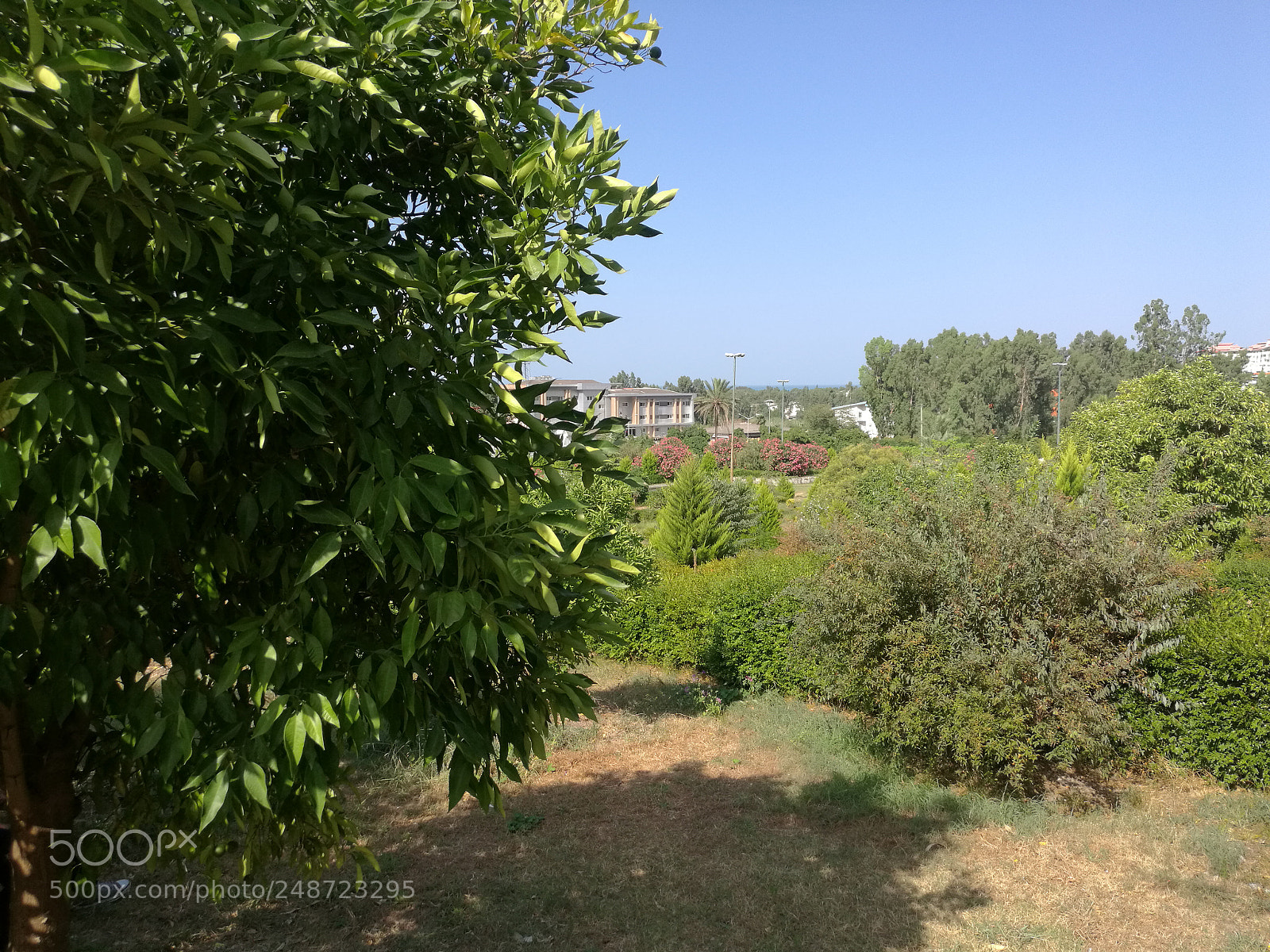 HUAWEI Mate 8 sample photo. Park 1 photography