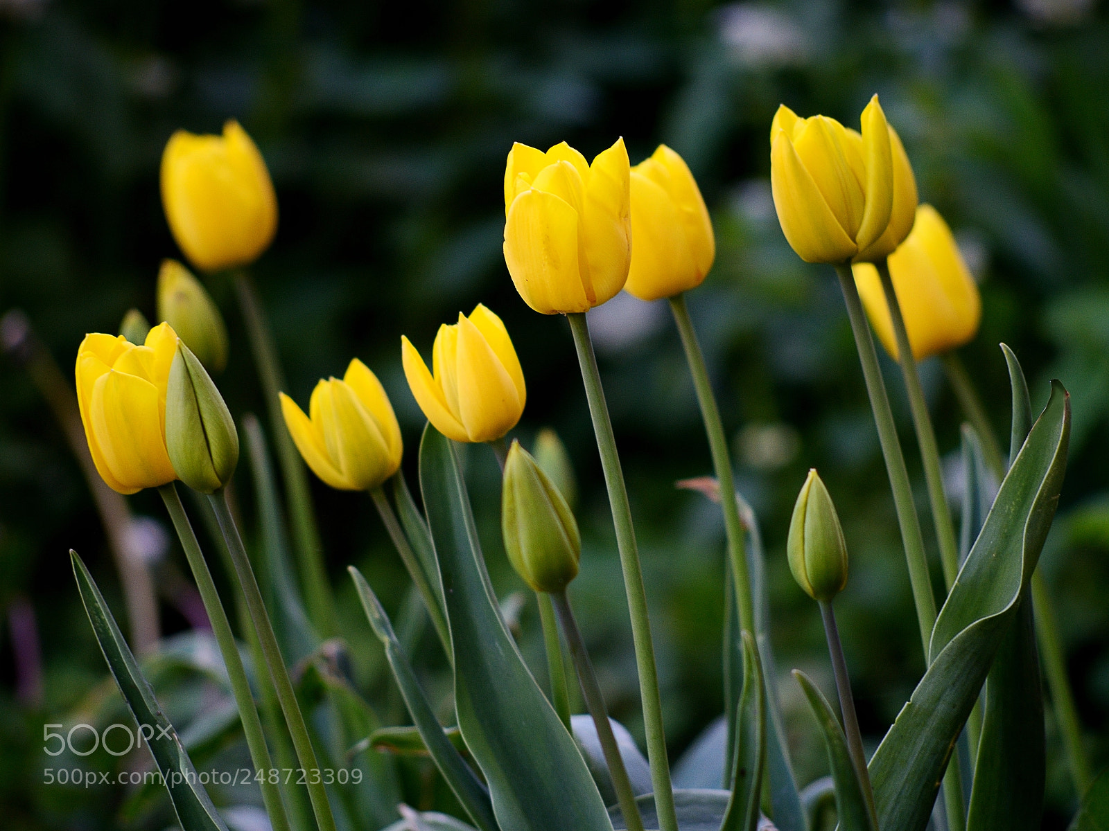 Nikon D610 sample photo. Yellow tulips photography