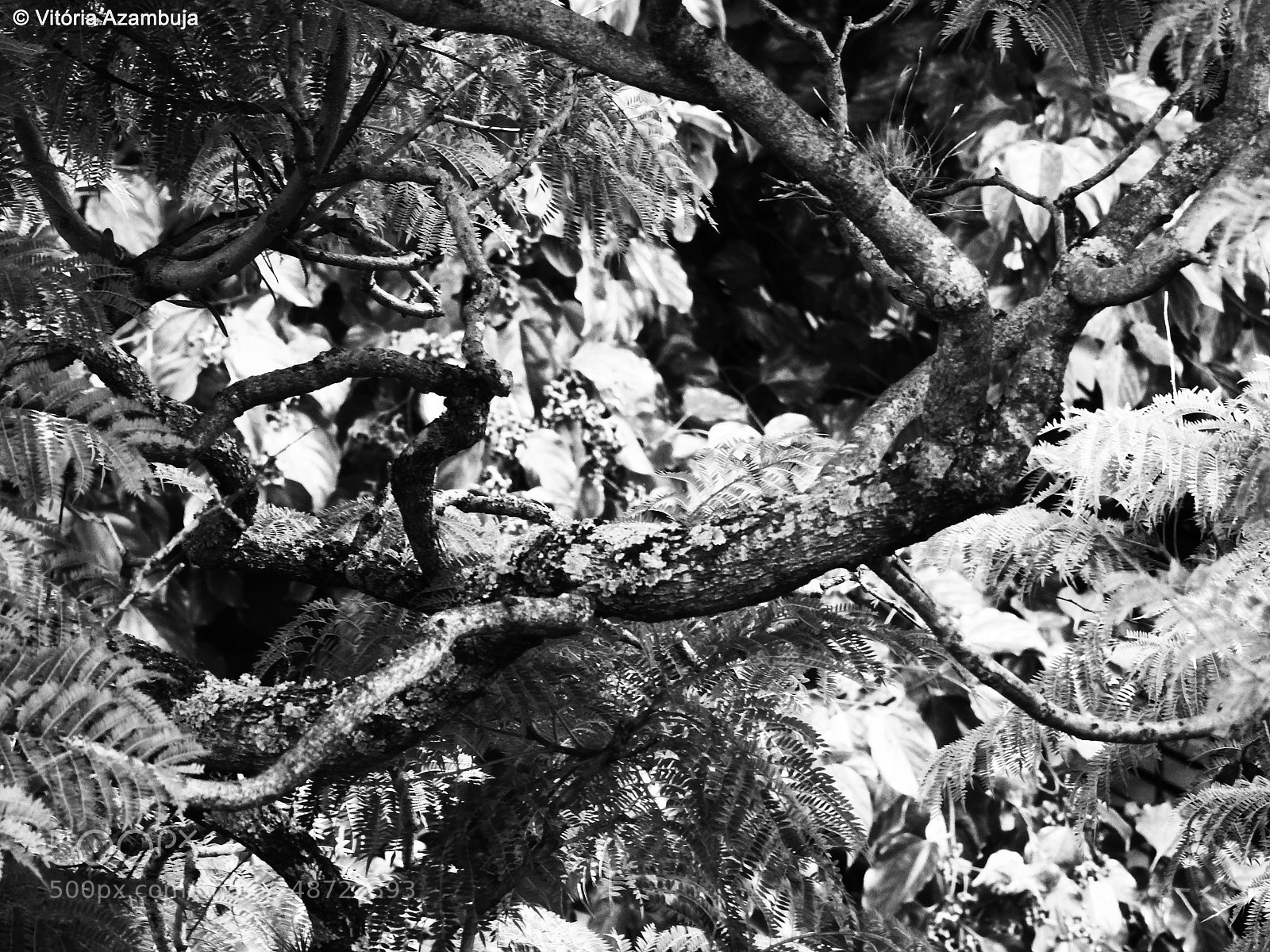 Nikon Coolpix P900 sample photo. Atrav s das ra photography