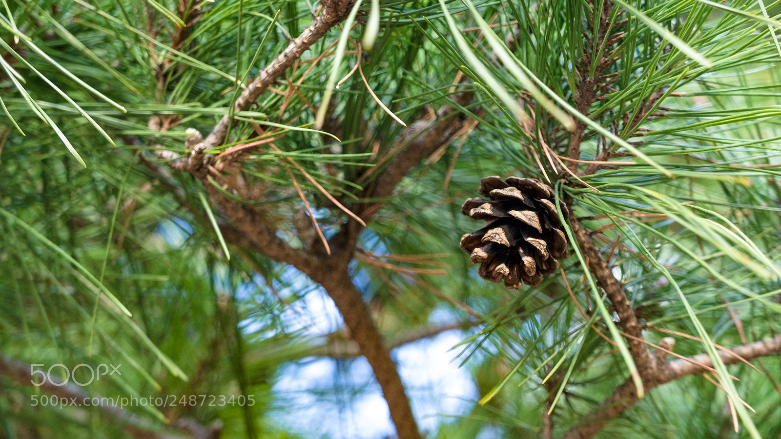 Panasonic Lumix DMC-LX100 sample photo. Pine tree photography
