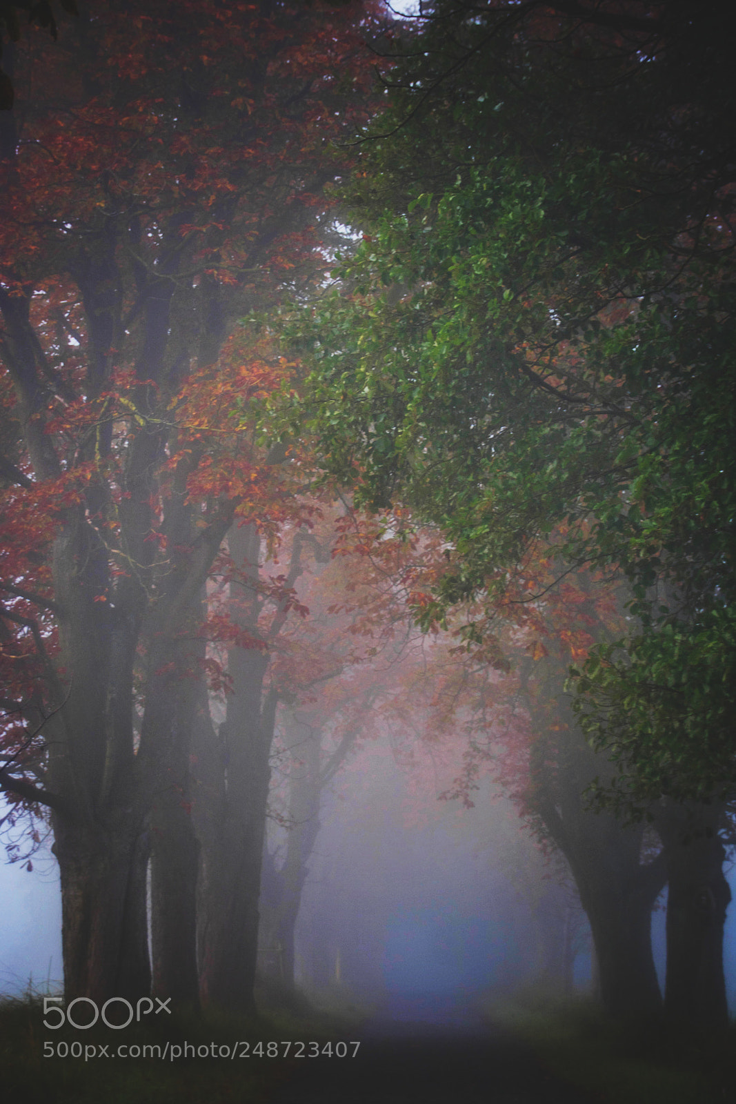 Canon EOS 750D (EOS Rebel T6i / EOS Kiss X8i) sample photo. Color therapy ;-) photography