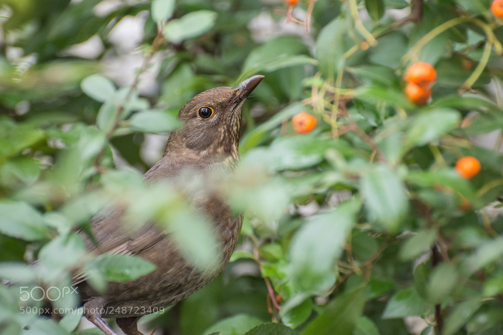 Nikon D7200 sample photo. Common black bird in photography