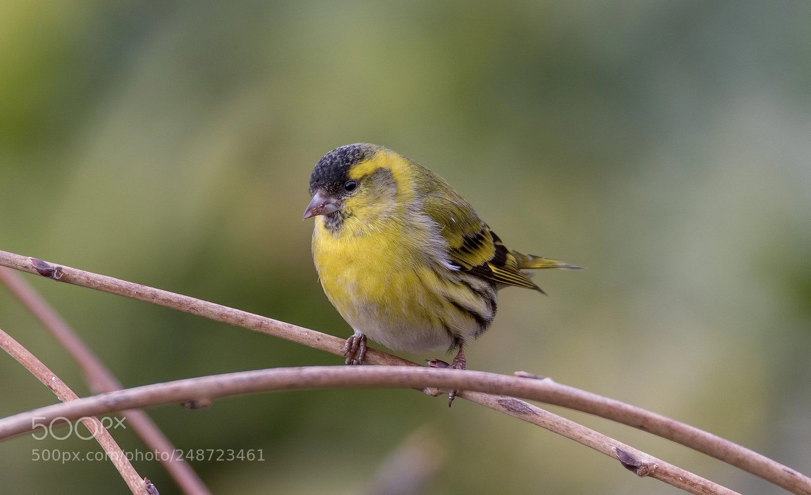 Canon EOS 7D Mark II sample photo. Siskin in the garden photography