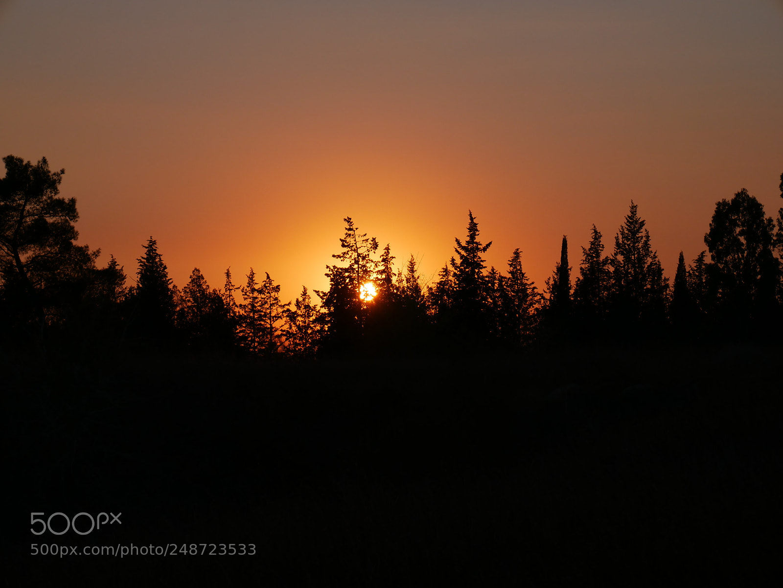 Panasonic Lumix DMC-G7 sample photo. Trees sunset photography