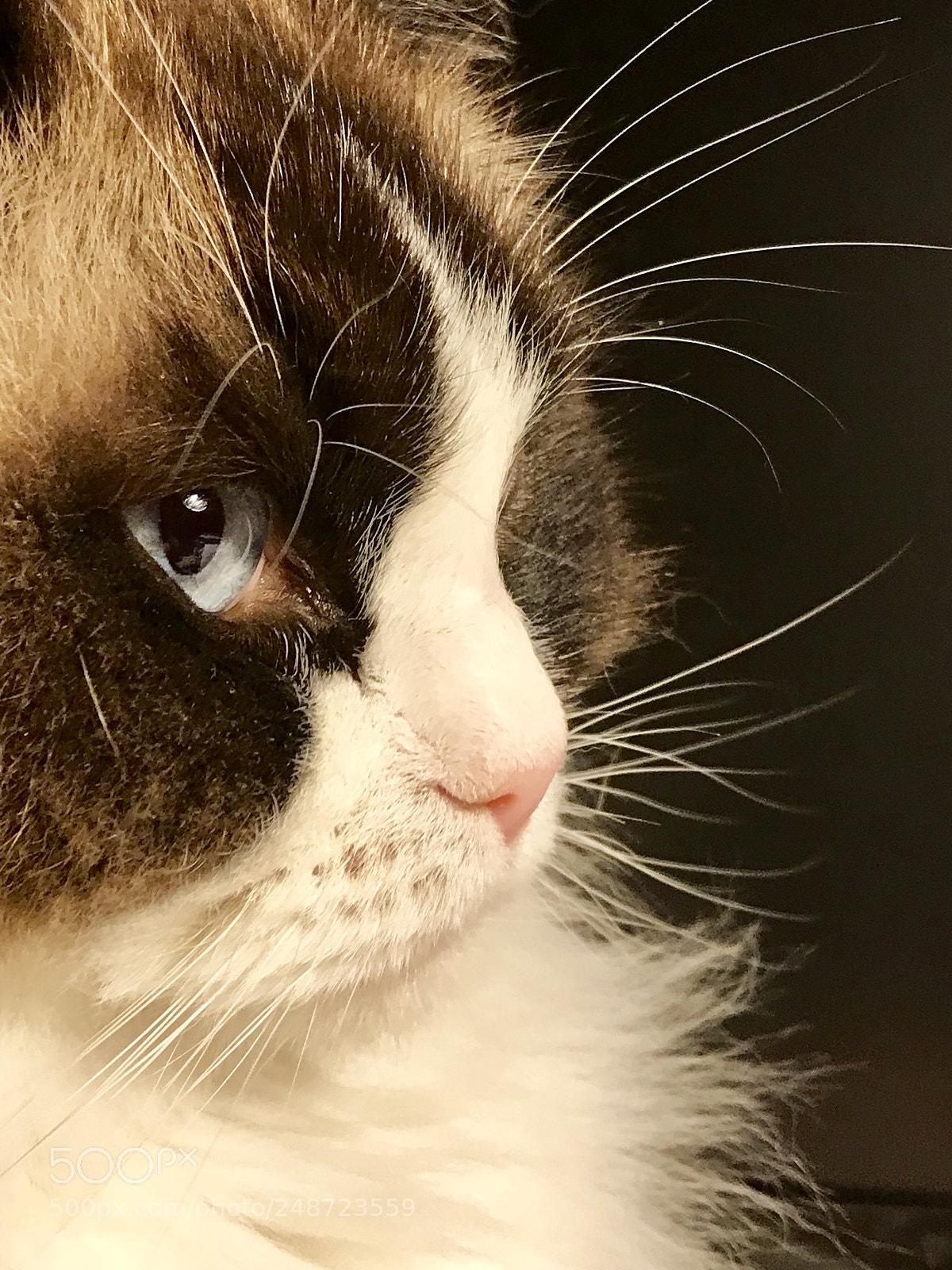 Apple iPhone 7 Plus sample photo. Gimmy photography