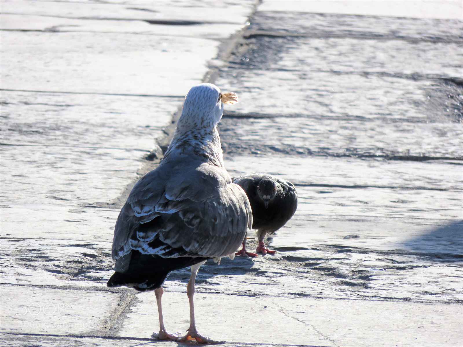 Canon PowerShot SX710 HS sample photo. Img_1001.jpg photography