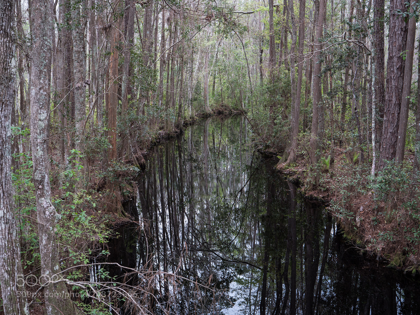 Panasonic Lumix DC-GH5 sample photo. Okefenokee swamp photography