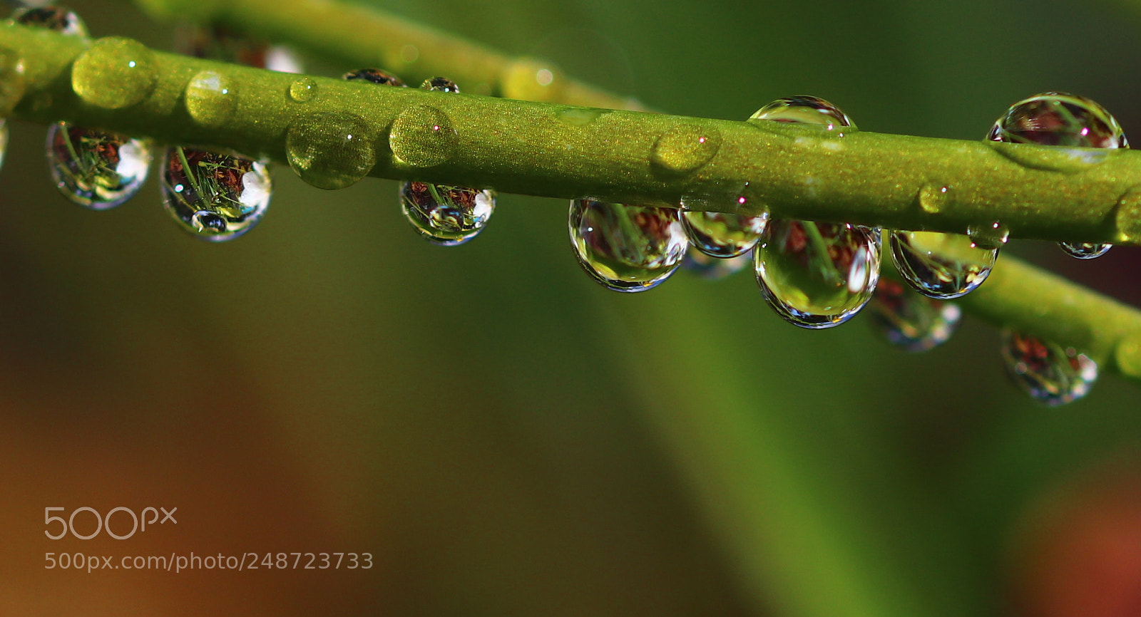 Canon EOS 80D sample photo. After the rain photography