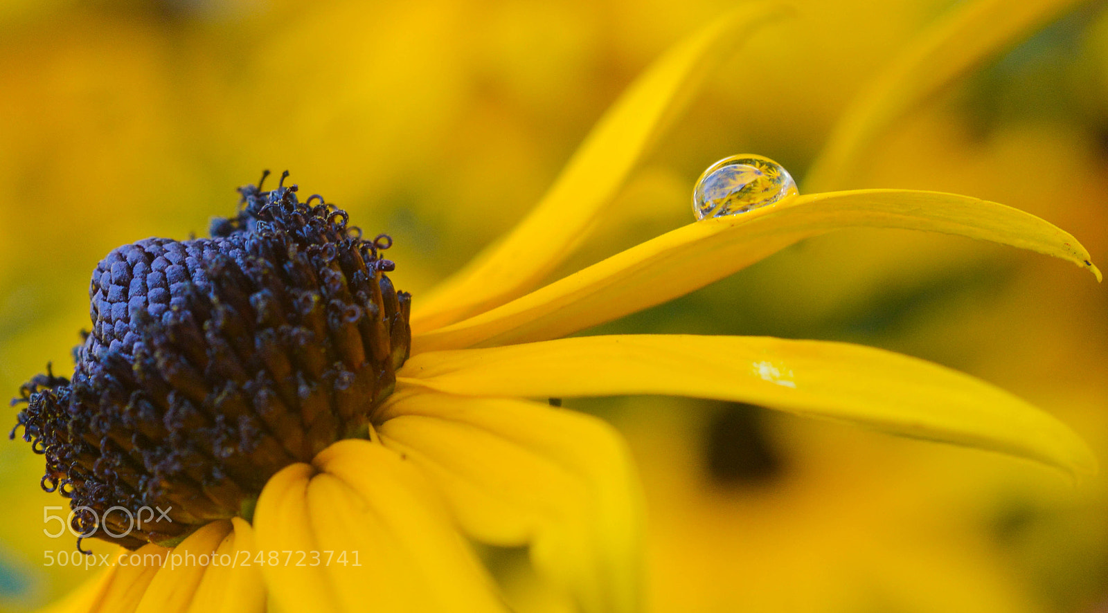 Nikon D3200 sample photo. Water bubble on black photography
