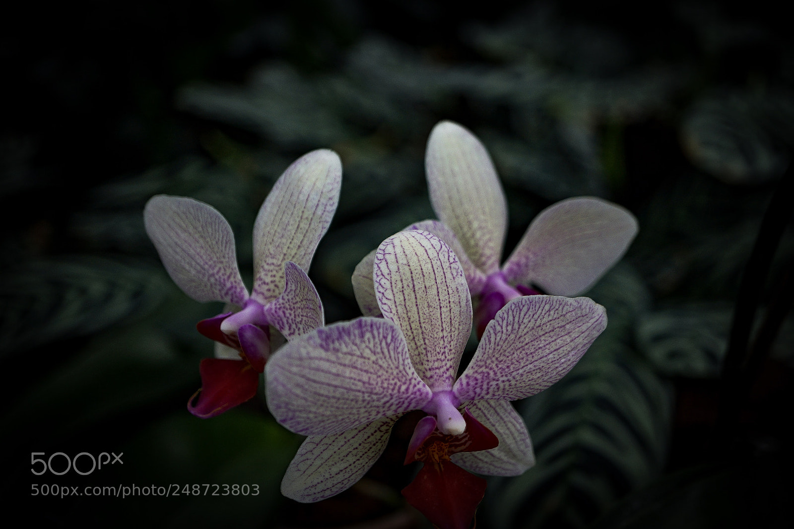 Sony a7 II sample photo. Orchid 0 photography