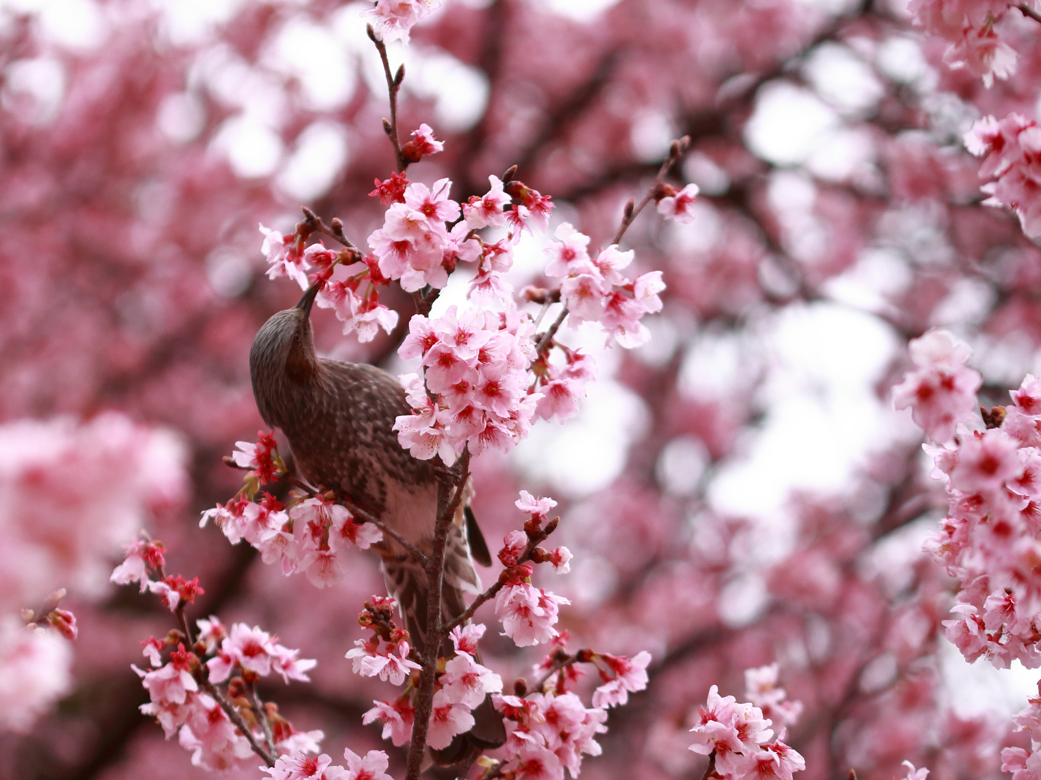Canon EOS 6D sample photo. Love cherry blossoms photography