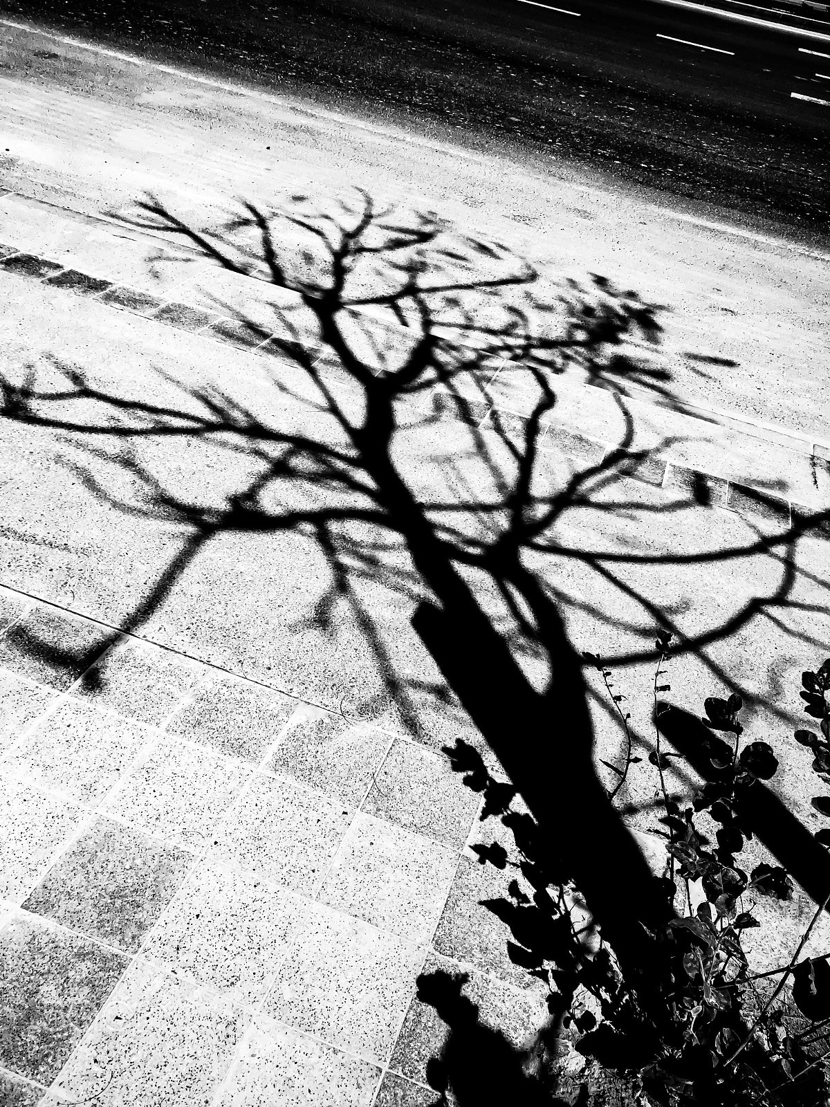 Apple iPhone 6s sample photo. Shadow of that plant photography