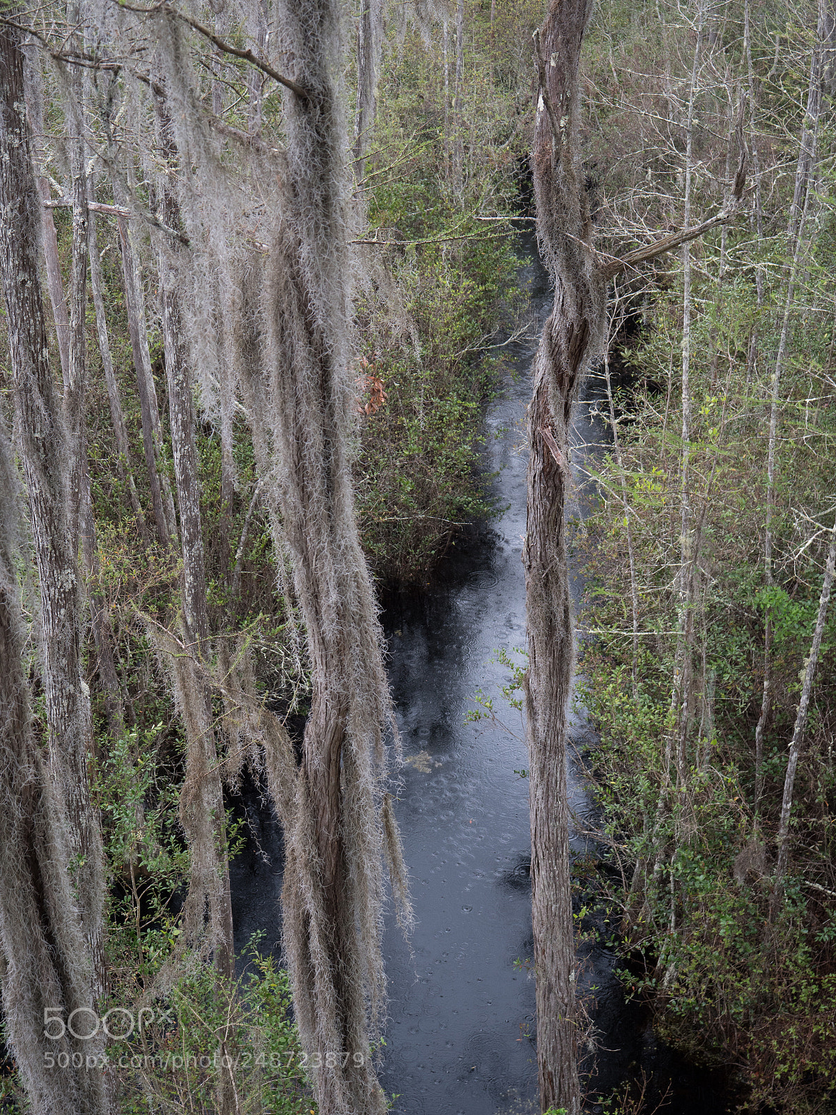 Panasonic Lumix DC-GH5 sample photo. Canoe path in okefenokee photography