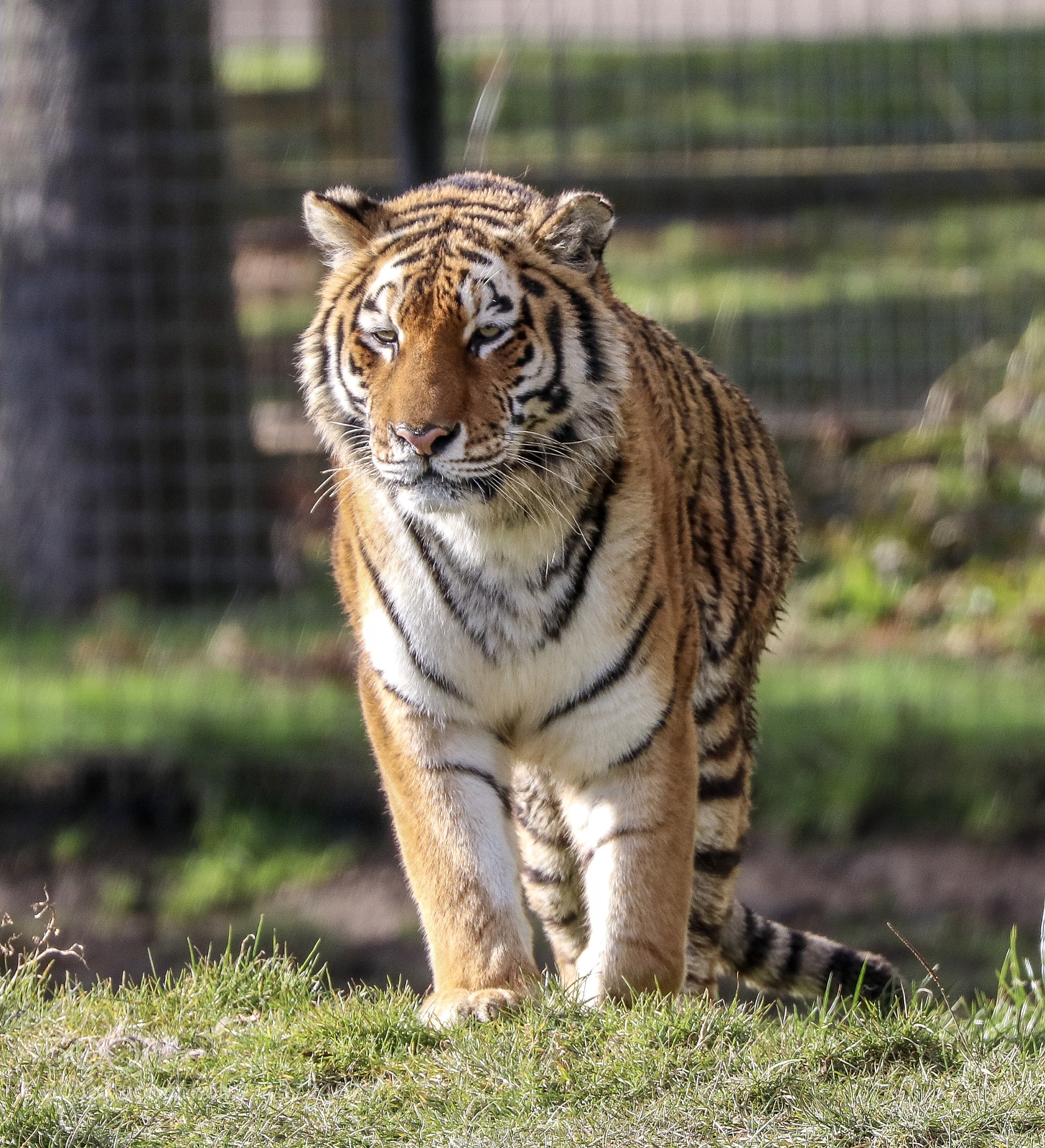 Canon EOS 80D sample photo. Beautiful tiger photography