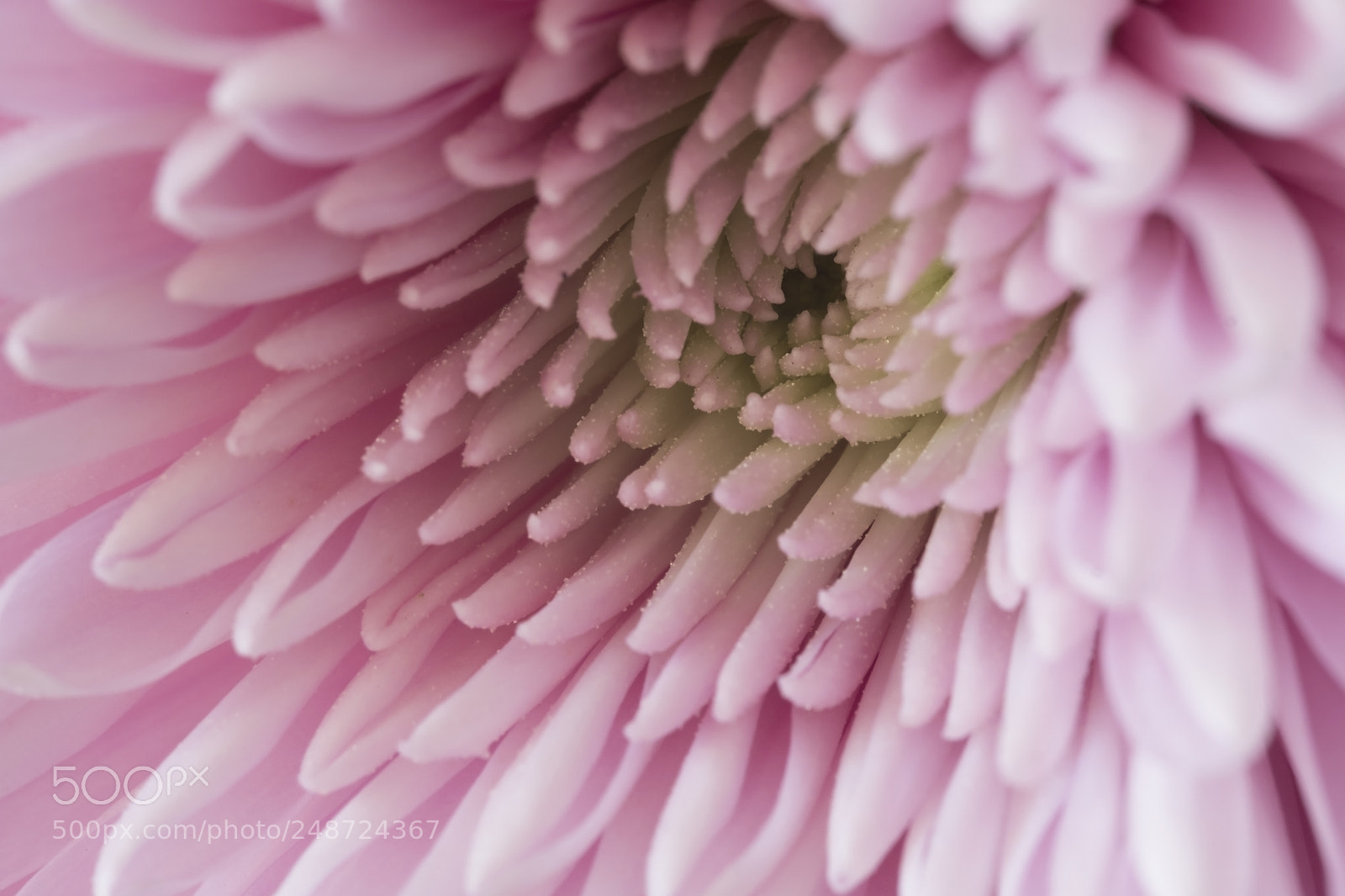 Fujifilm X-T2 sample photo. Pink photography