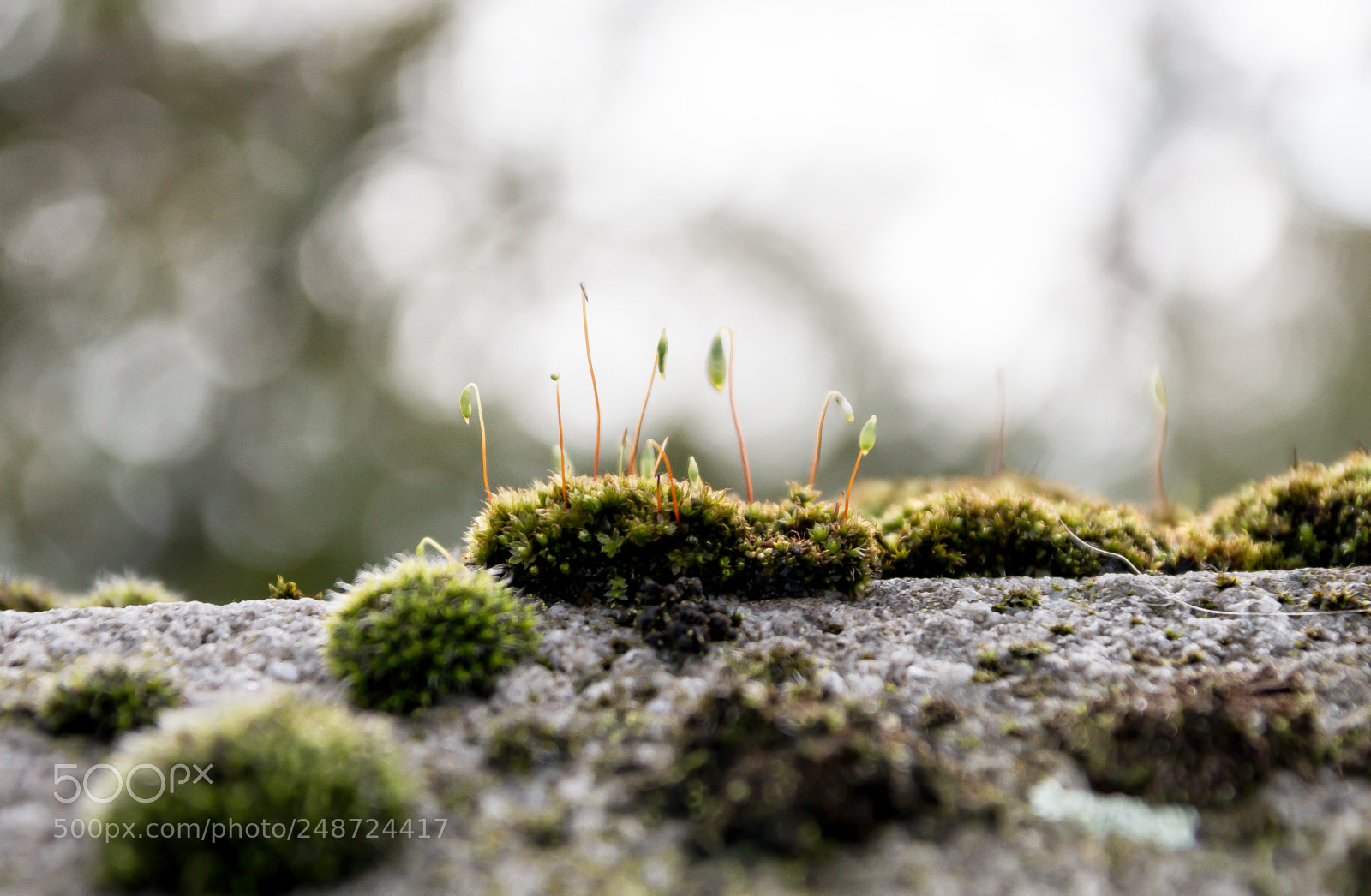 Canon EOS 70D sample photo. Growing moss photography