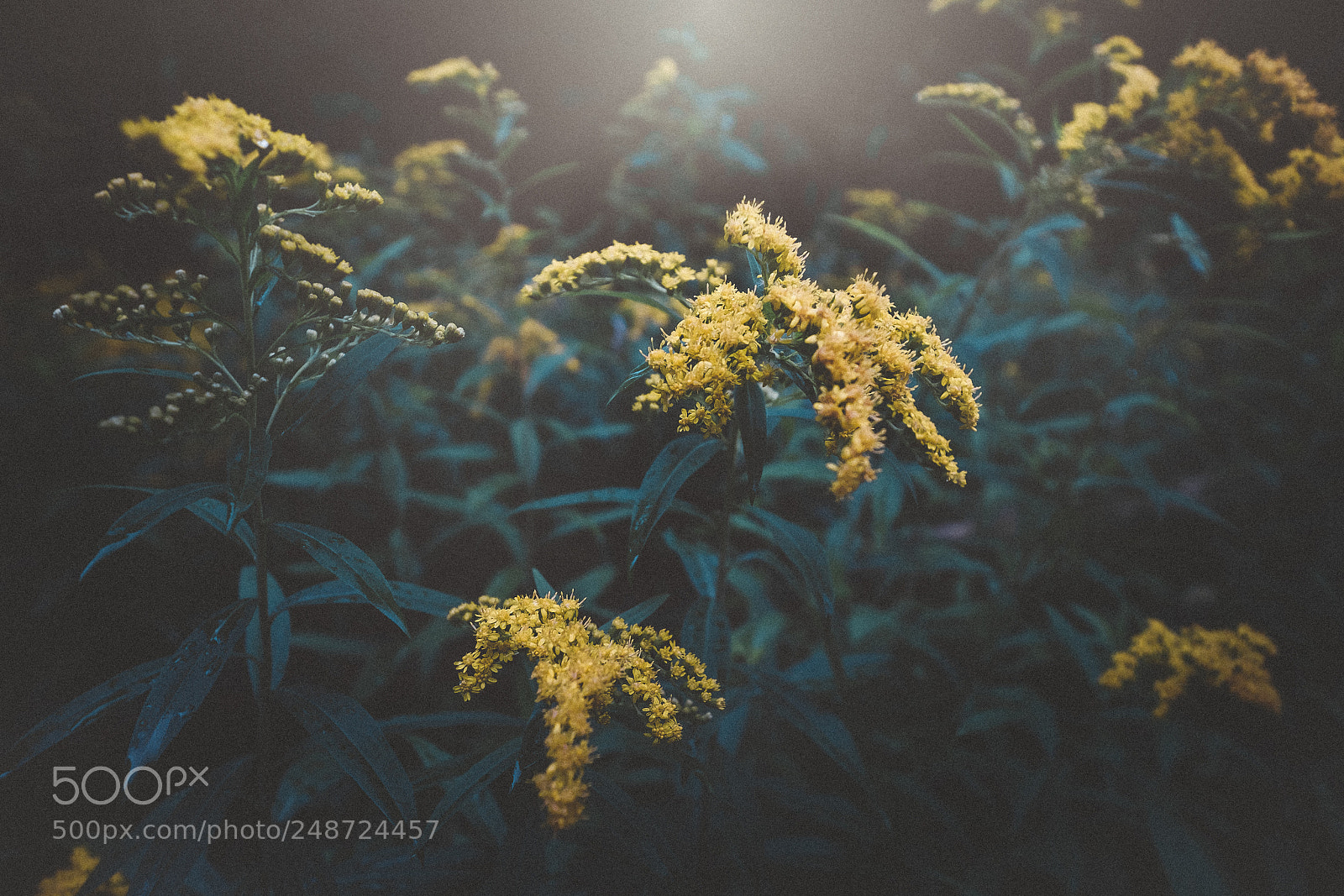 Fujifilm X-T2 sample photo. Yellow flowers photography