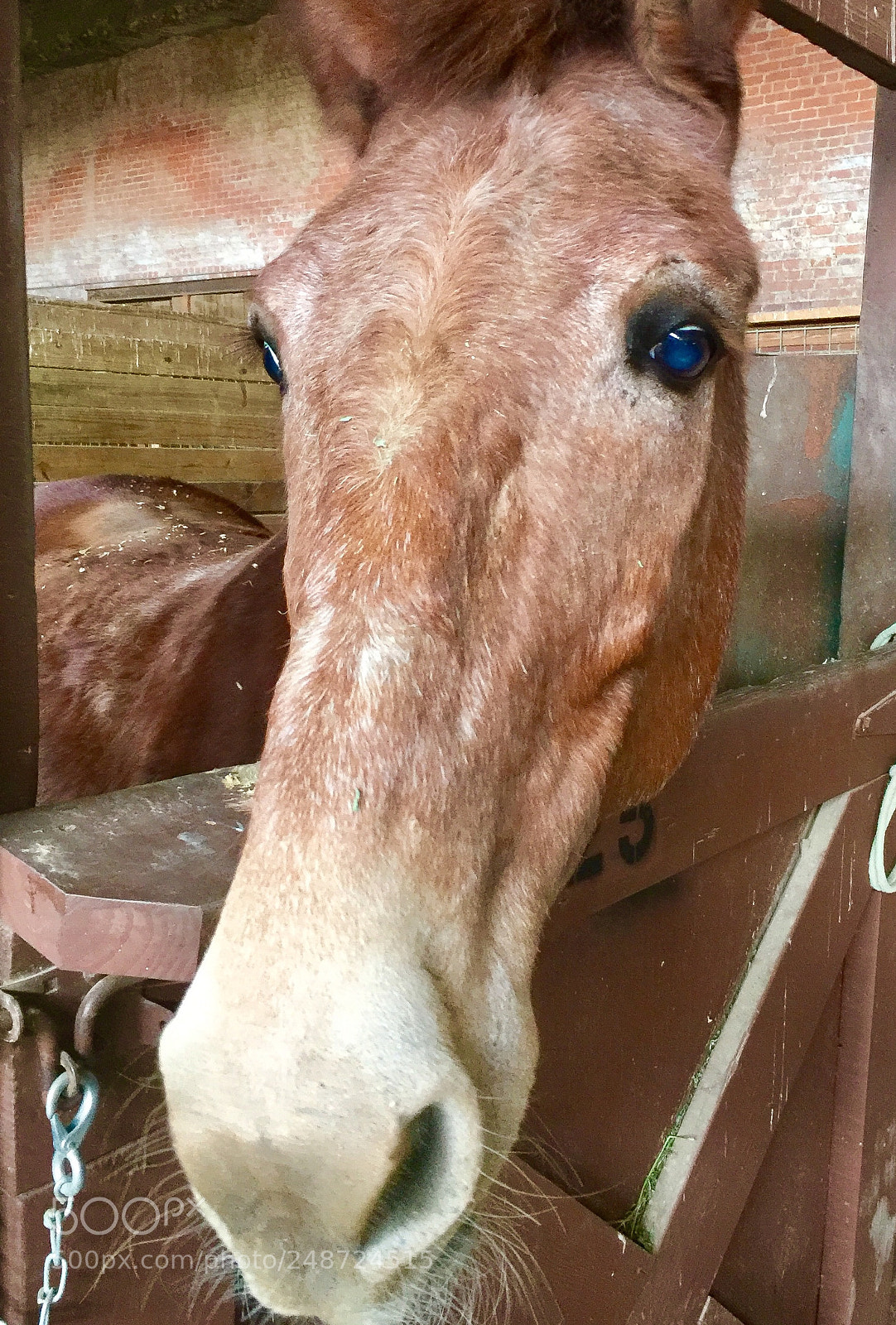 Apple iPhone 6 Plus sample photo. Blue eye. i thought photography