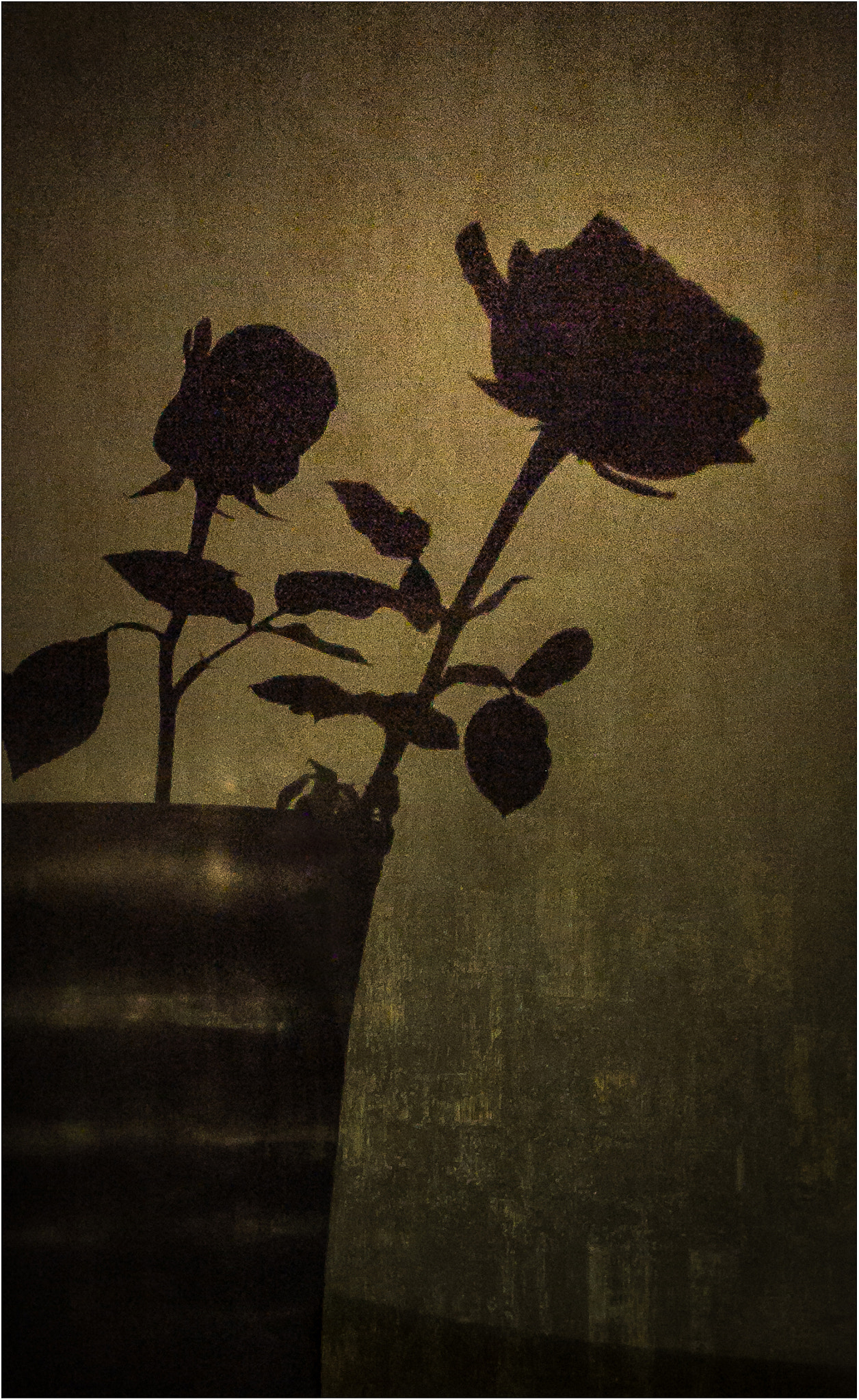 Ricoh GR DIGITAL 4 sample photo. The shadow of a rose photography