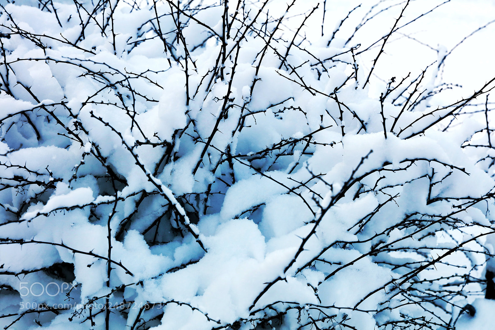 Canon EOS 5DS R sample photo. Trapped snow photography
