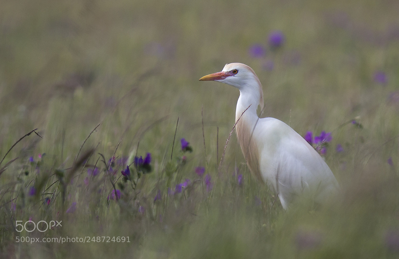 Canon EOS-1D X sample photo. Spring in extremadura photography