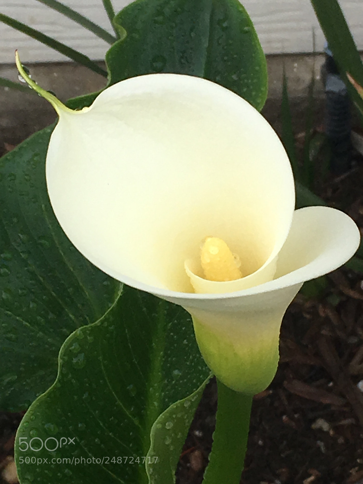 Apple iPhone 6s sample photo. Untitled photography