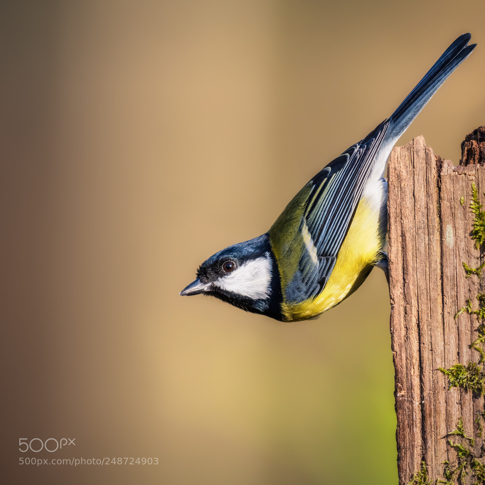 Nikon D500 sample photo. Great tit photography