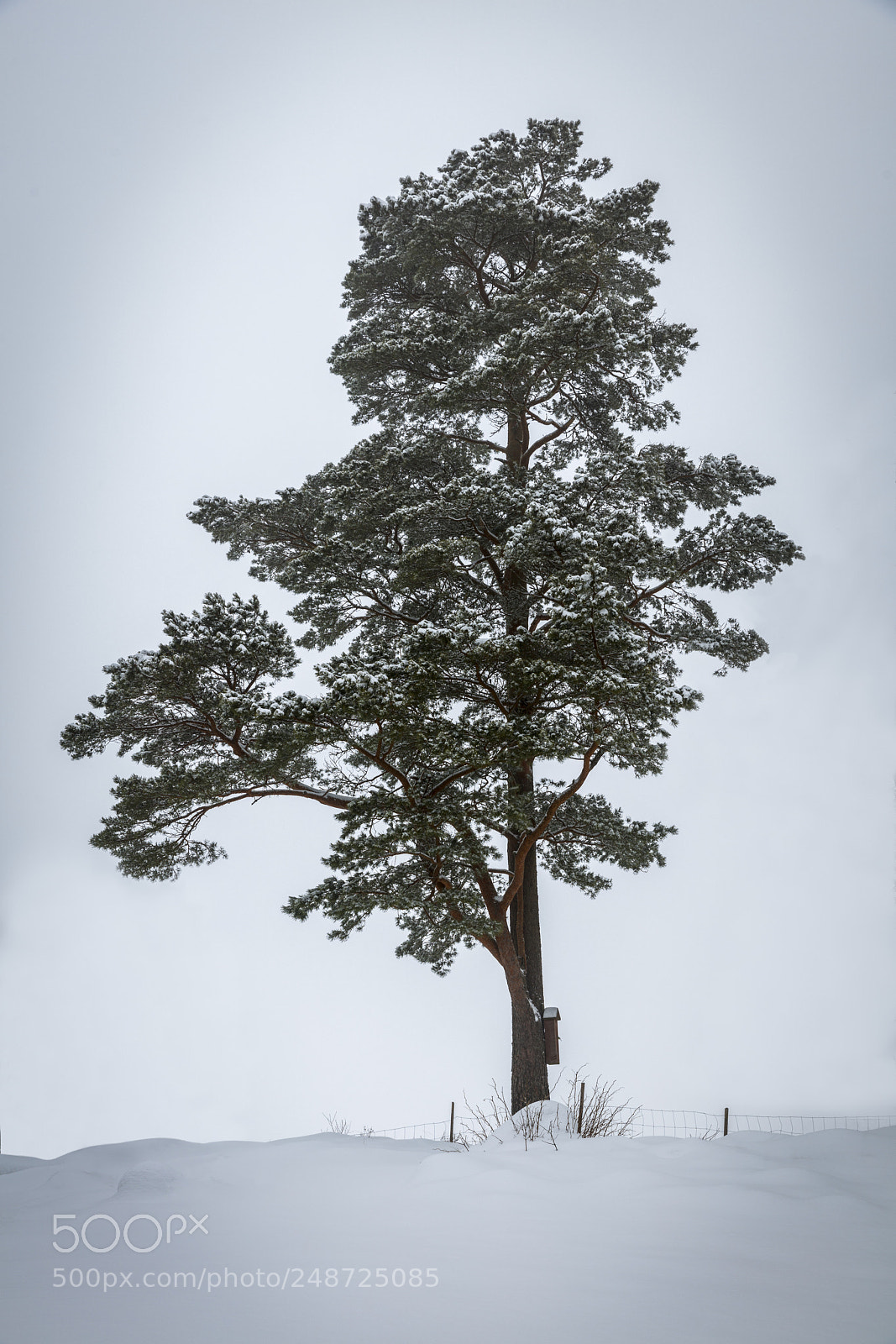 Canon EOS 5DS R sample photo. The old pine photography