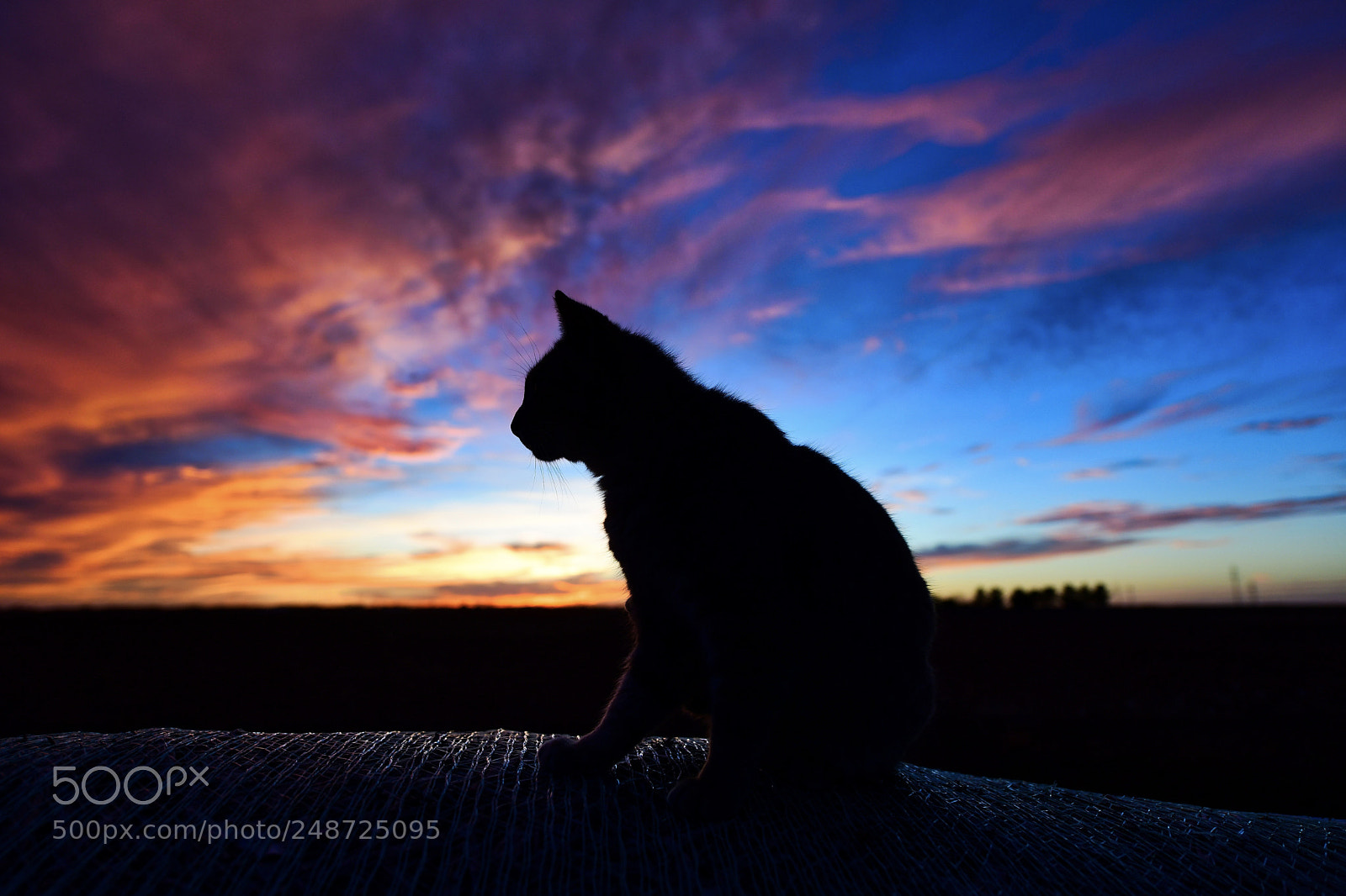 Nikon D850 sample photo. Cat at sunset photography