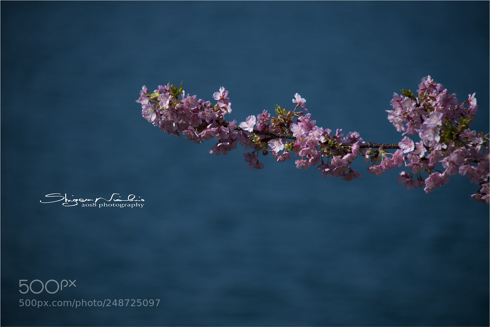 Nikon D5 sample photo. Kawazuzakura:河津桜 photography