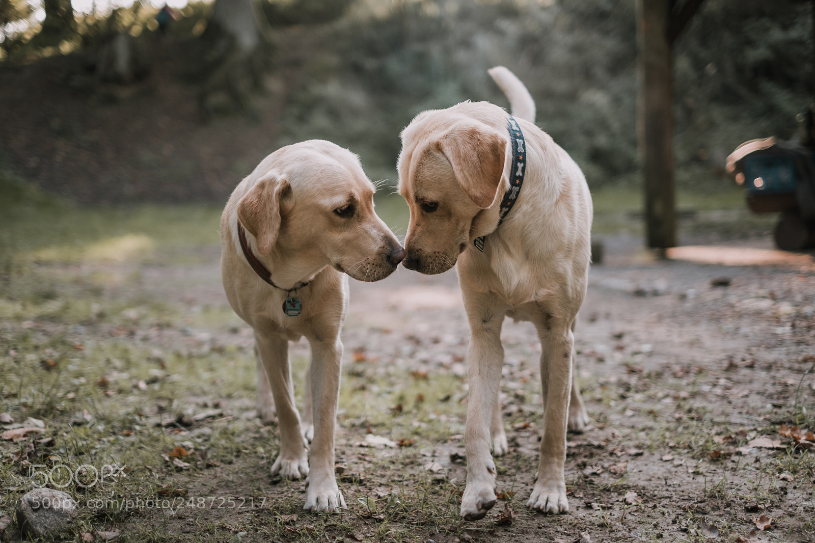 Fujifilm X-T2 sample photo. Welpentreffen (von ) photography