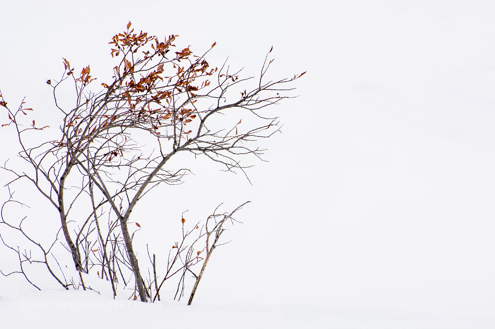 Nikon D5200 sample photo. Resisting winter photography