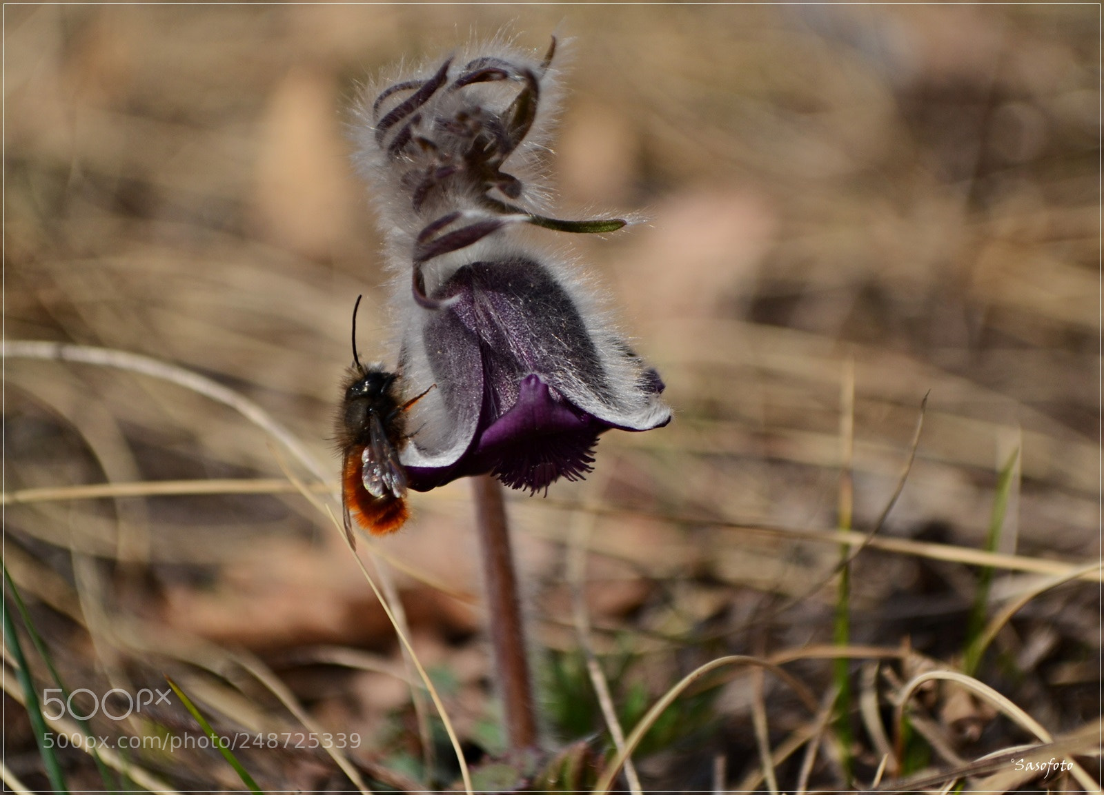 Nikon D3100 sample photo. Spring bell.jpg photography