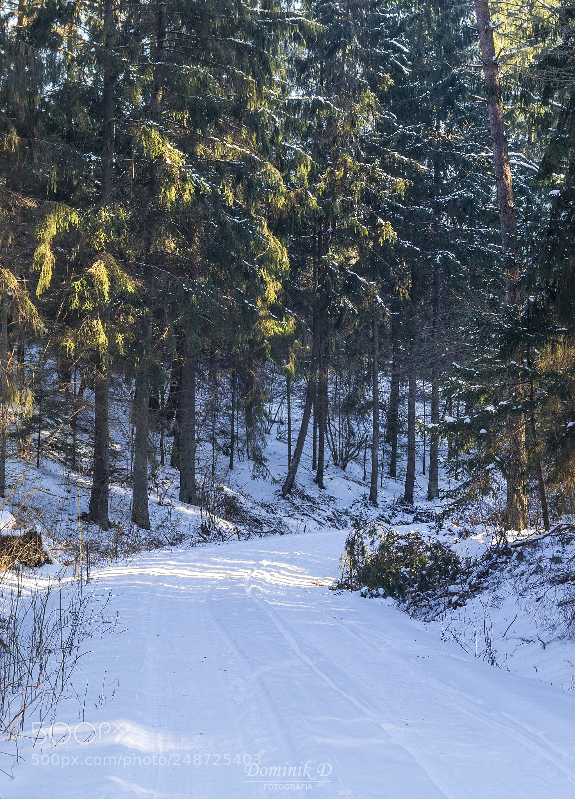 Sony SLT-A58 sample photo. Sunrise in forest photography