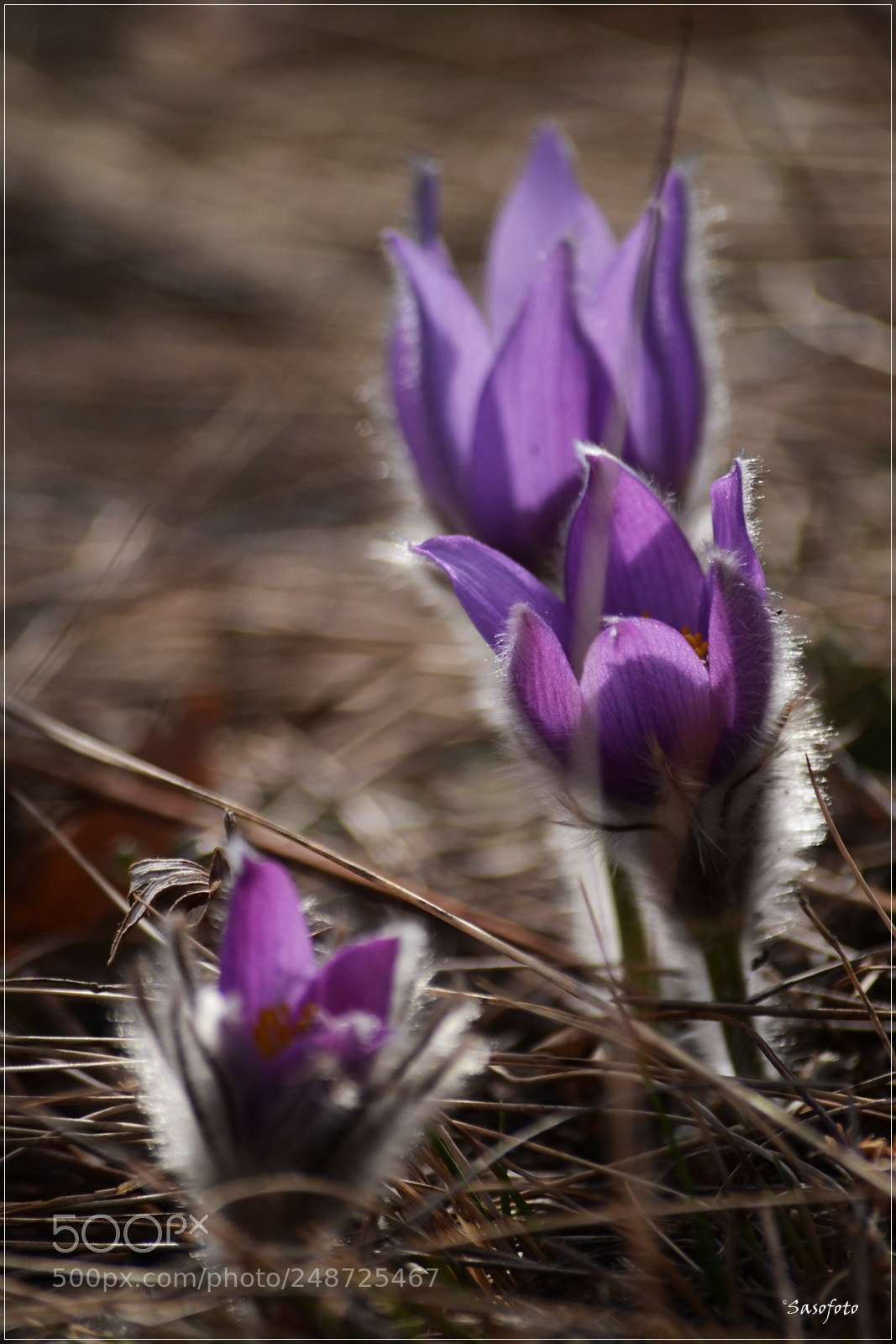 Nikon D3100 sample photo. Trio.jpg photography