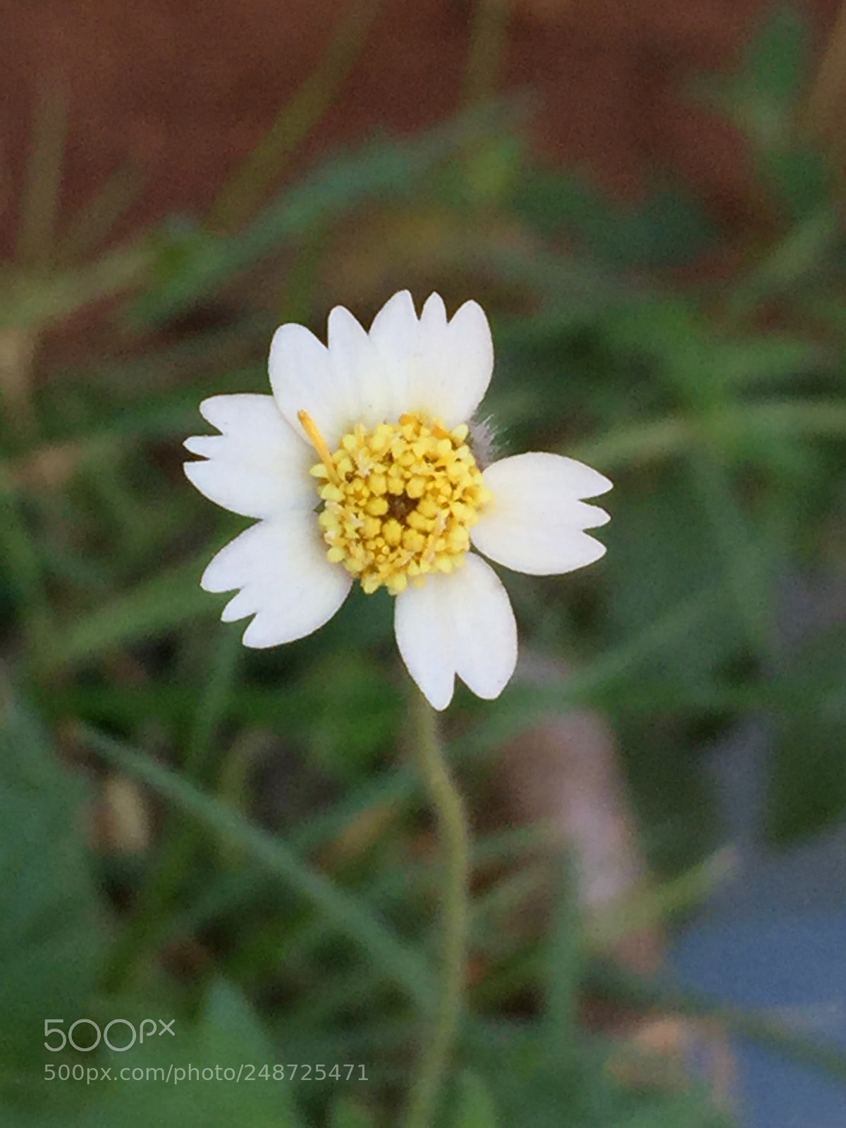 Apple iPhone 6 sample photo. A tiny flower photography