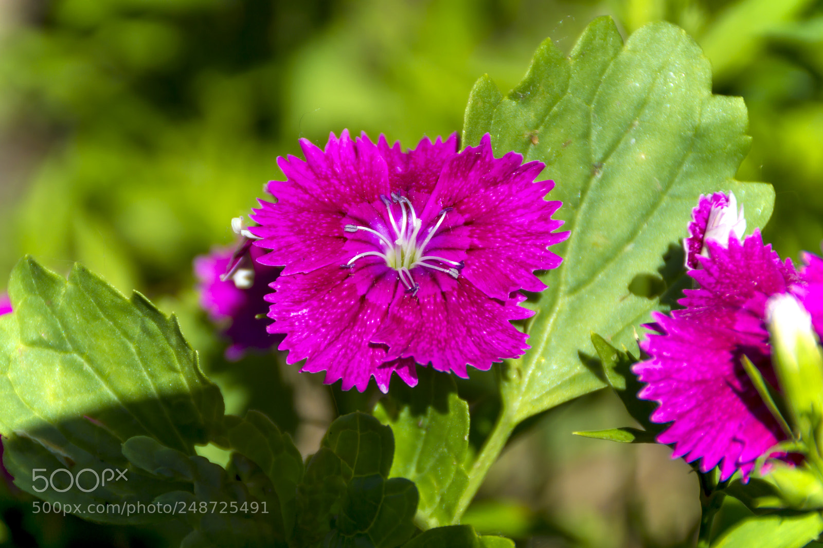 Sony SLT-A65 (SLT-A65V) sample photo. Flowers photography