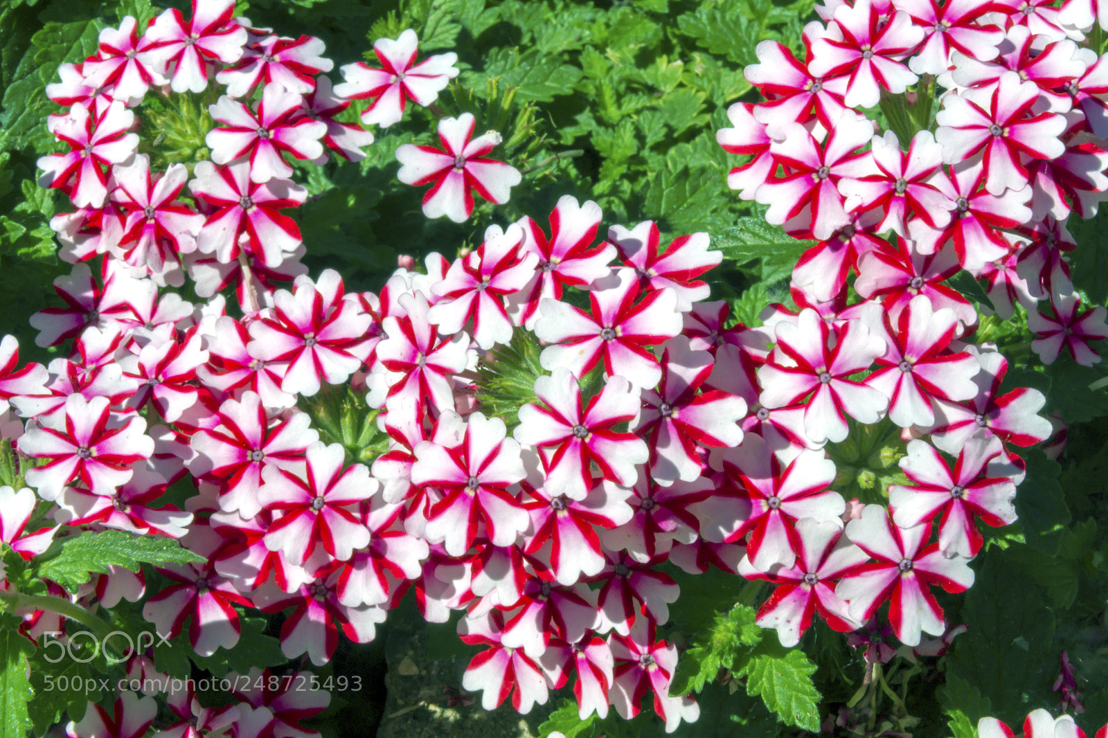 Sony SLT-A65 (SLT-A65V) sample photo. Flowers photography