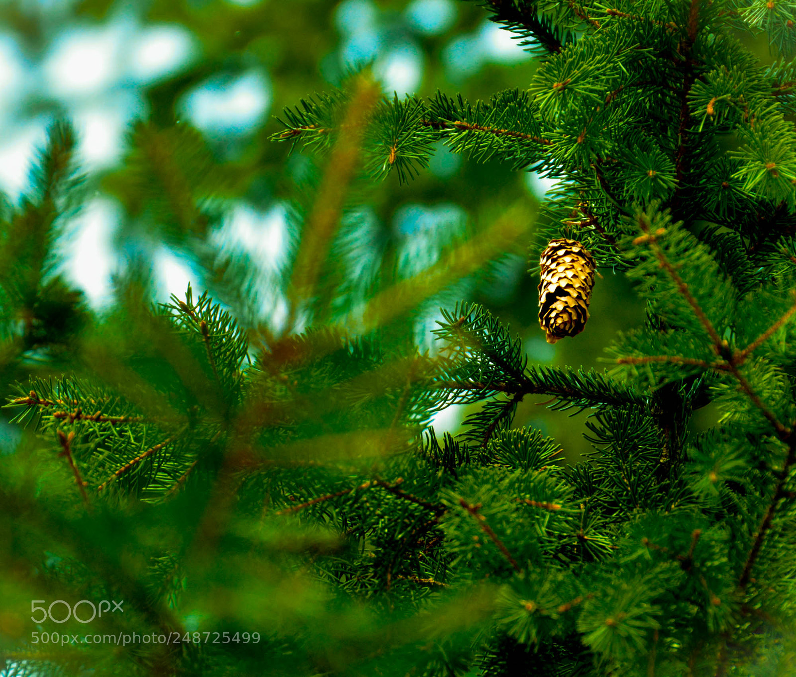 Nikon D5200 sample photo. Fir cone photography