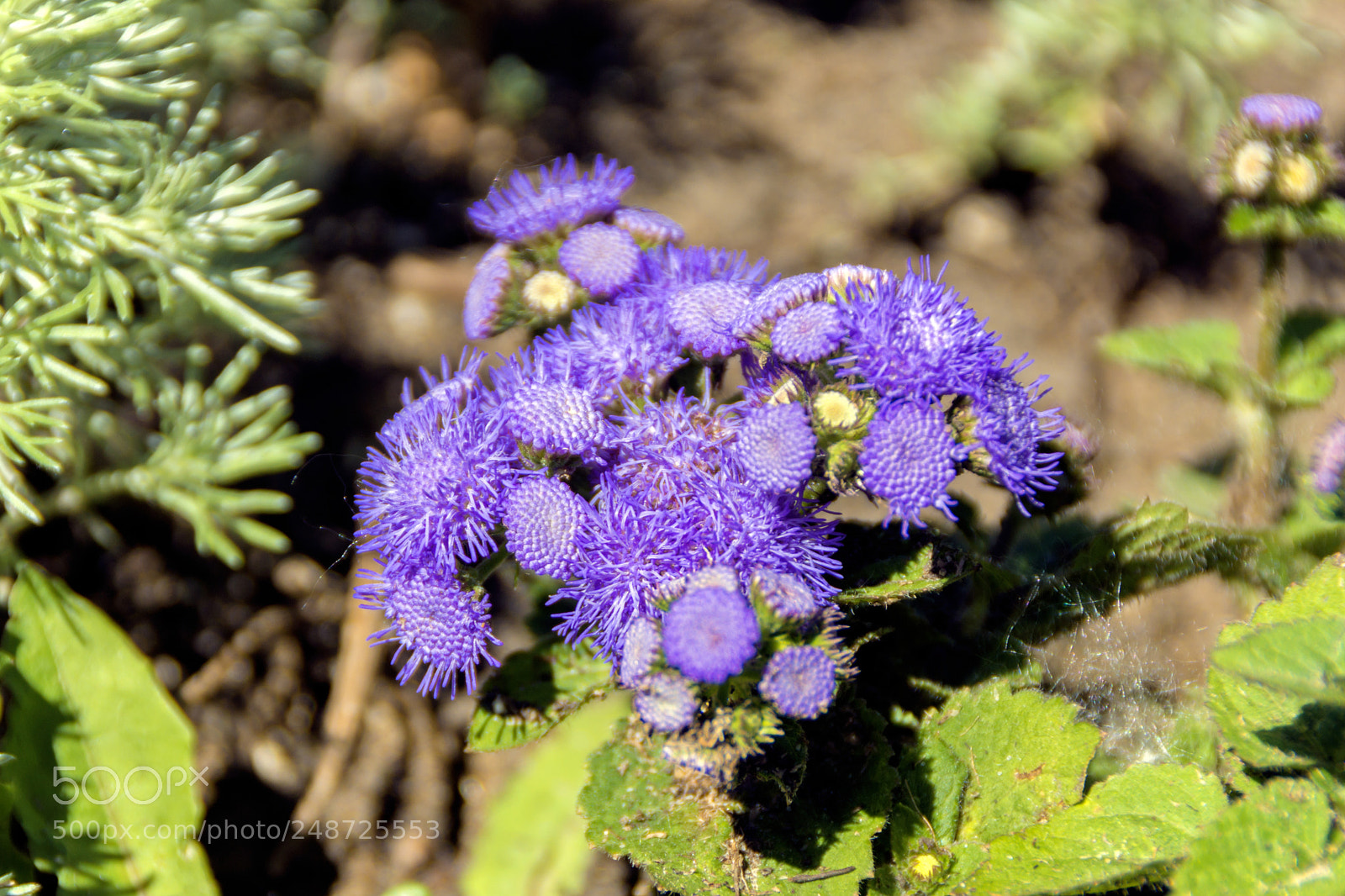 Sony SLT-A65 (SLT-A65V) sample photo. Flowers photography