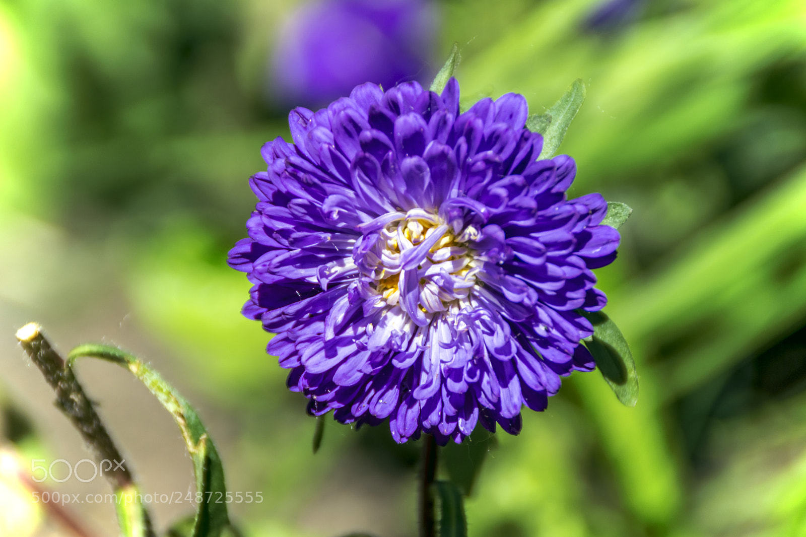 Sony SLT-A65 (SLT-A65V) sample photo. Flowers photography