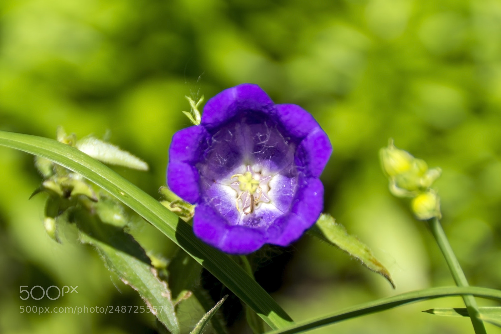 Sony SLT-A65 (SLT-A65V) sample photo. Flowers photography