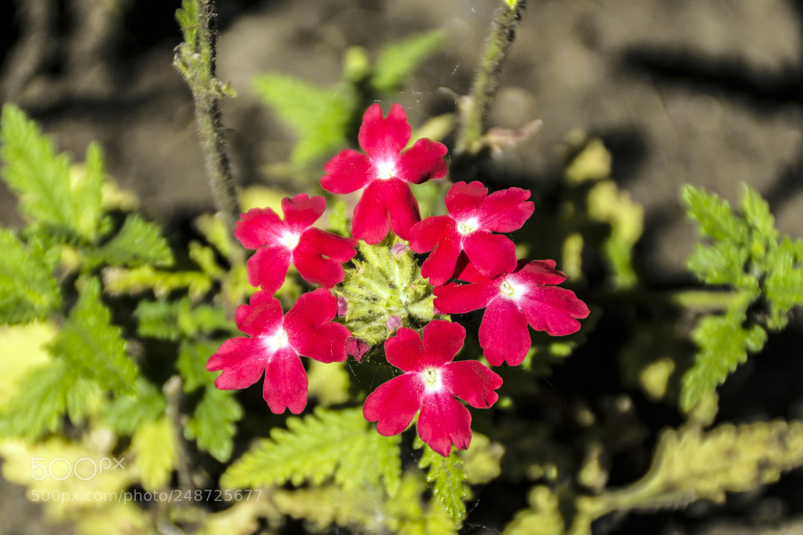 Sony SLT-A65 (SLT-A65V) sample photo. Flowers photography