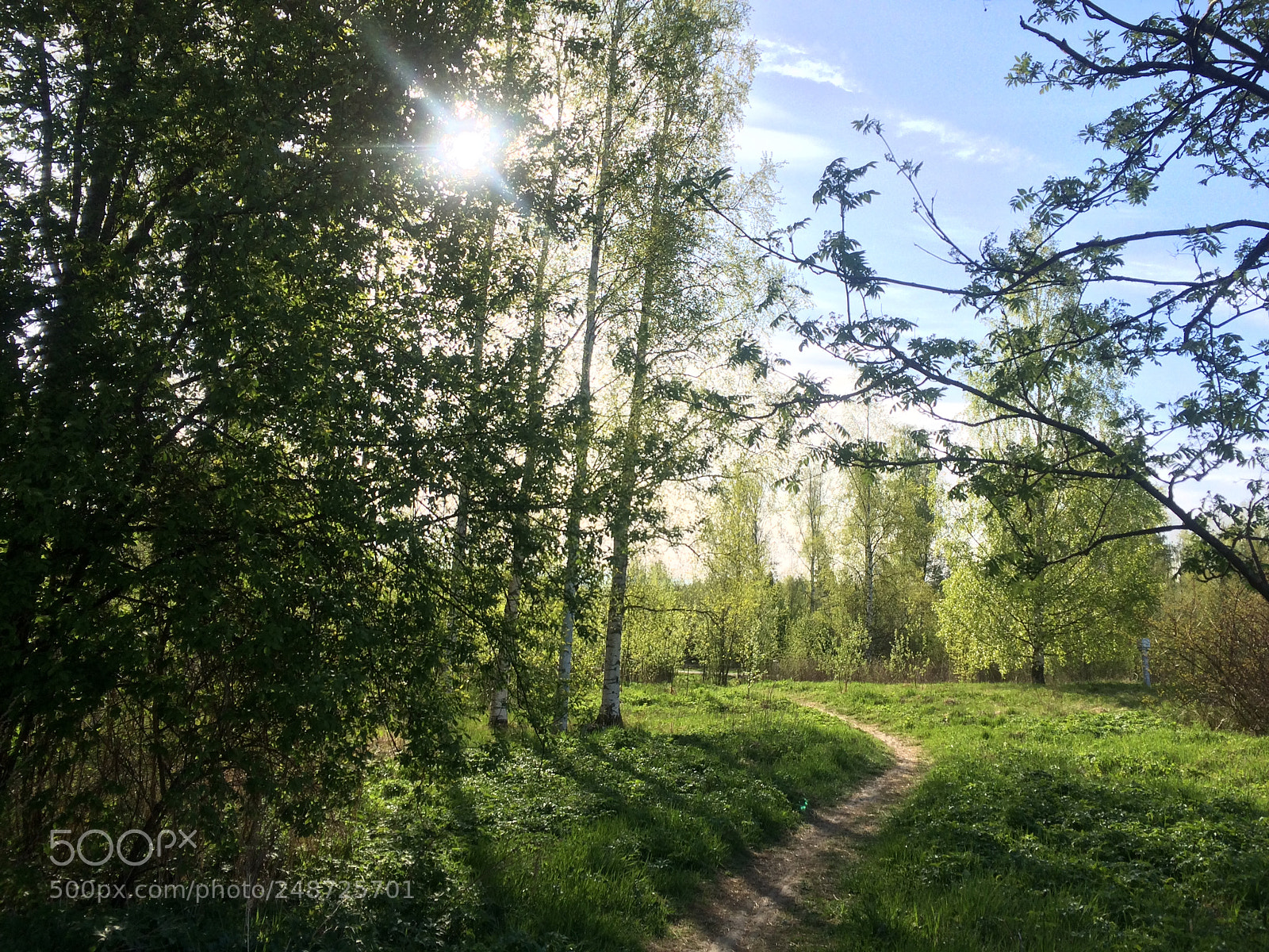 Apple iPhone 5s sample photo. Forest in finland photography