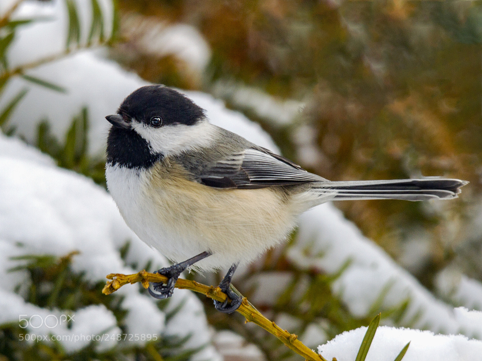 Canon EOS 7D sample photo. Black-capped chickadee photography